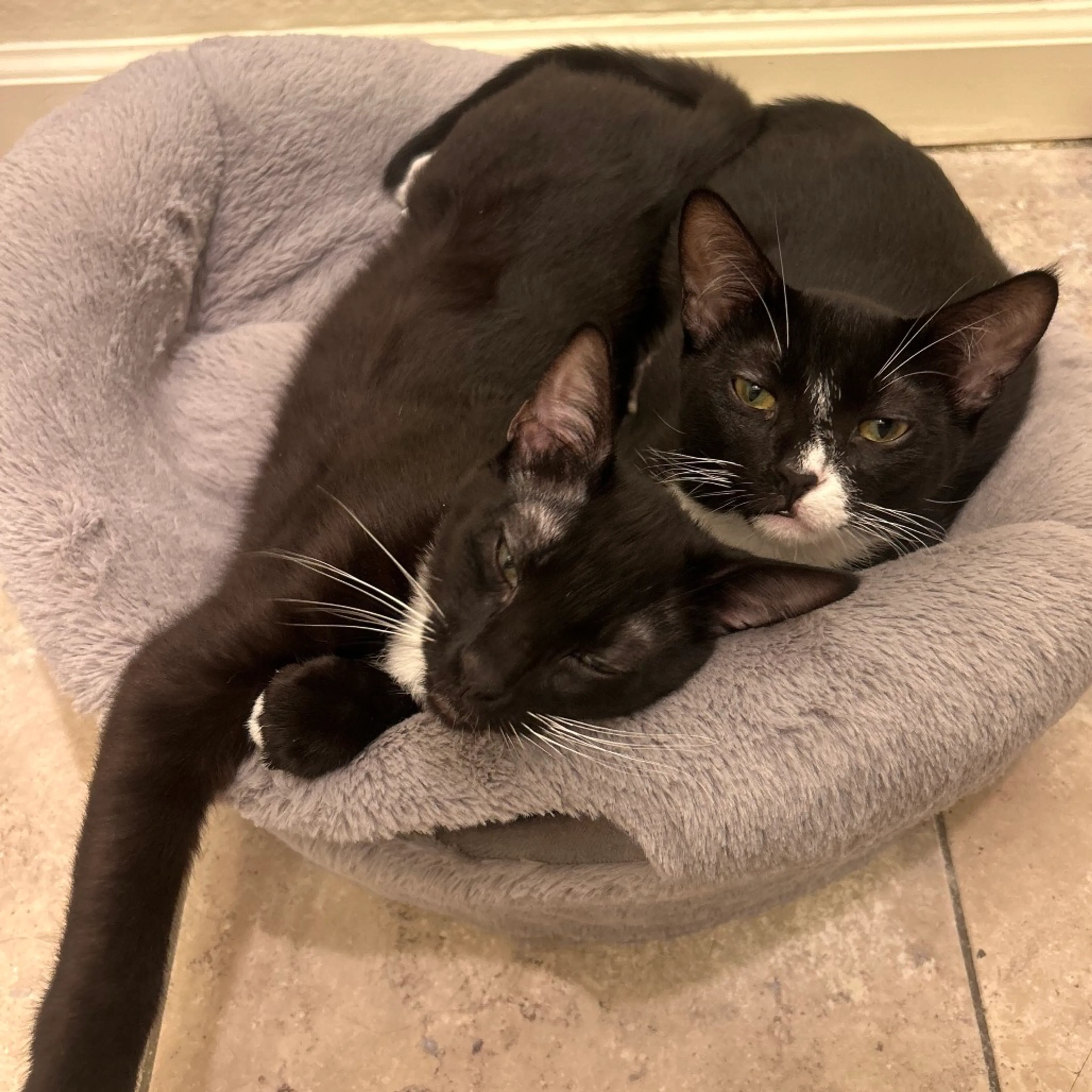 Found pet-2