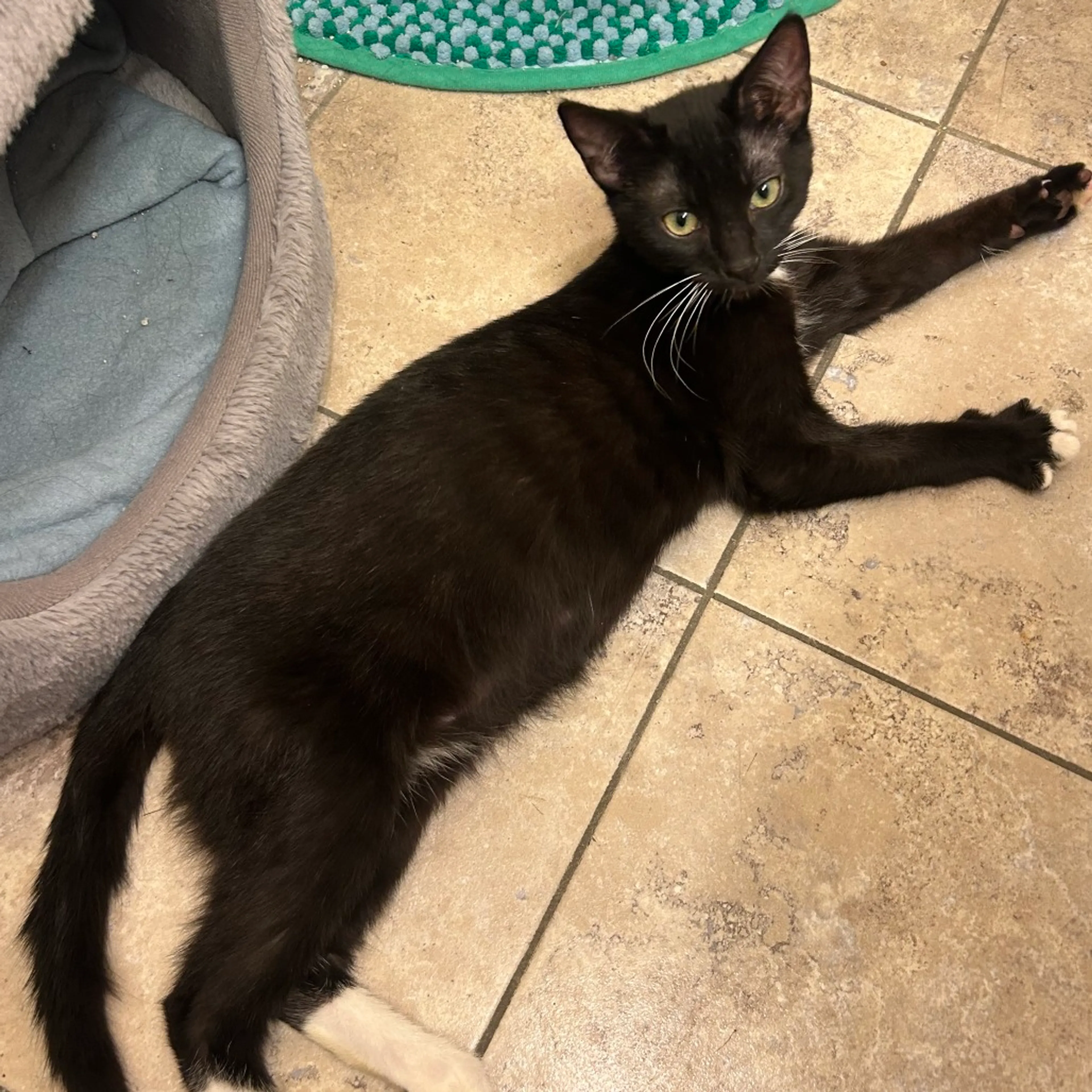 Found pet-1