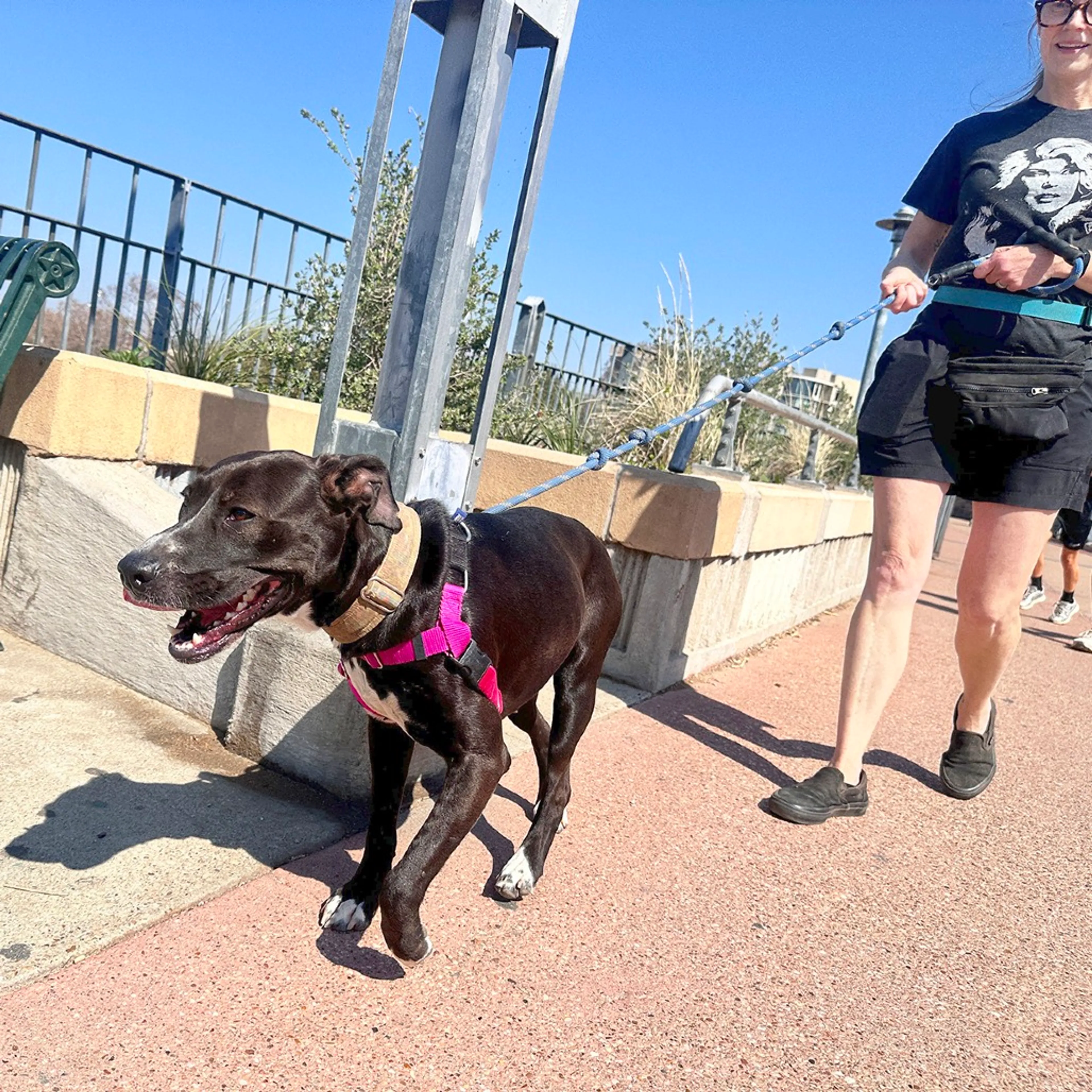 Found pet-6