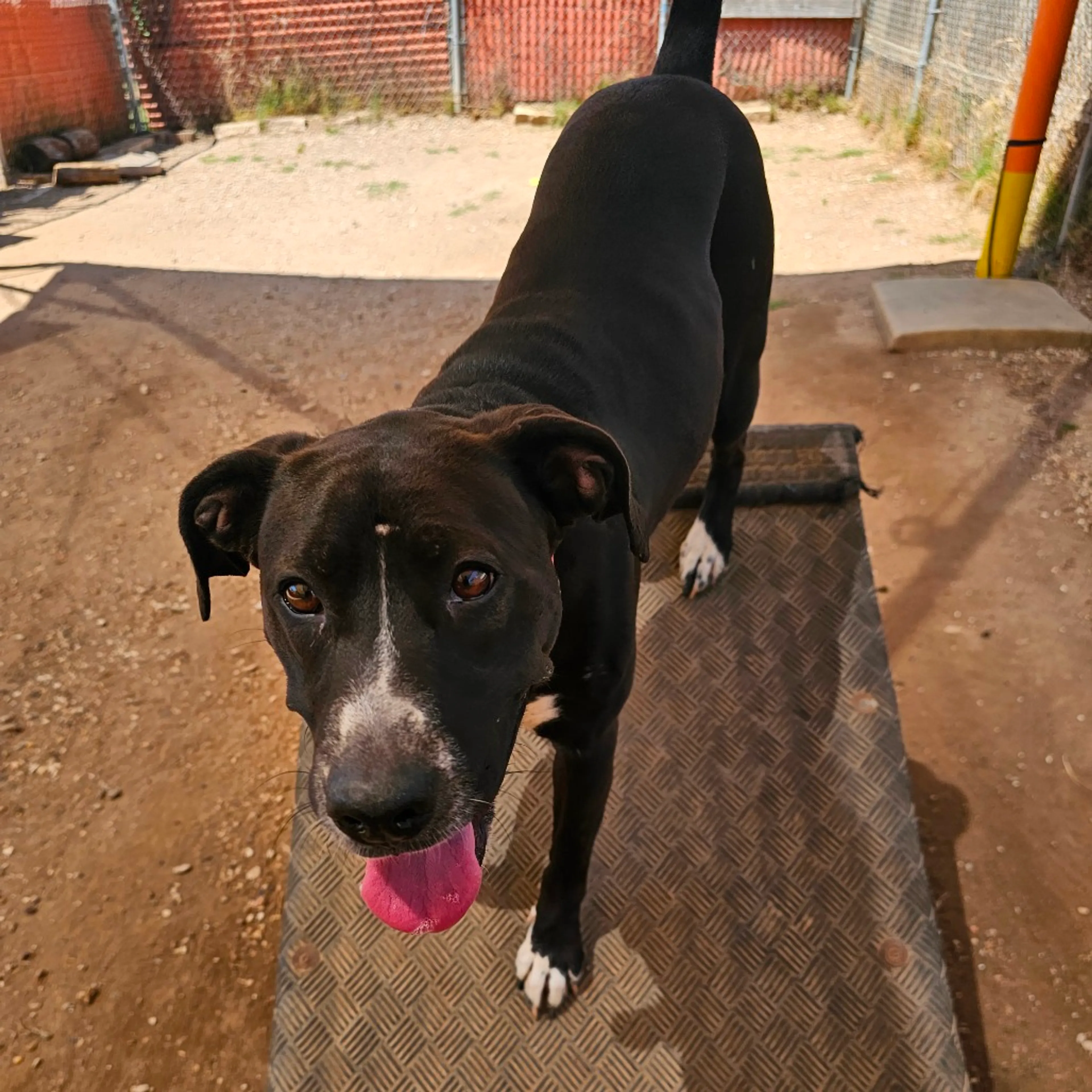 Found pet-11