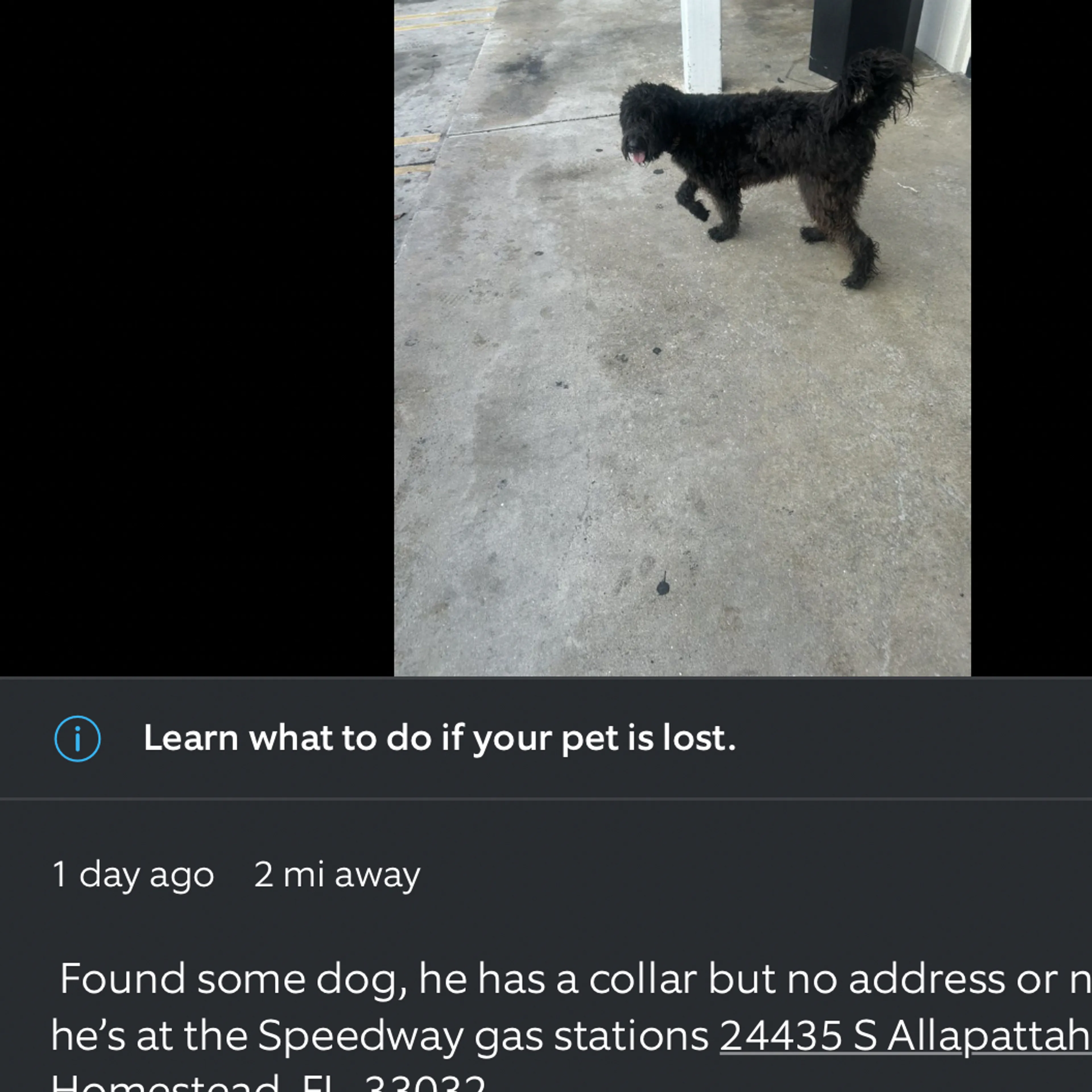 Lost pet-3