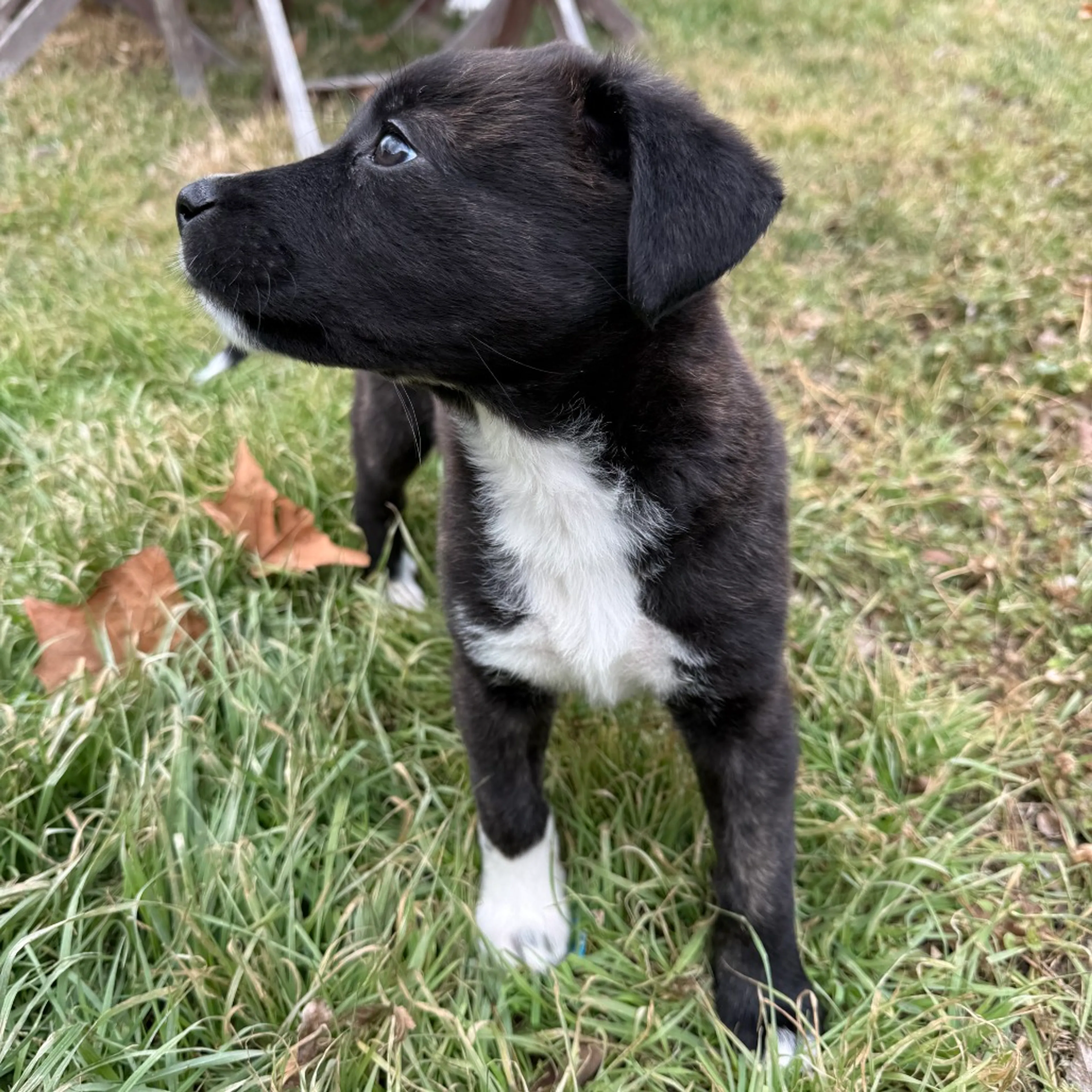 Found pet-2