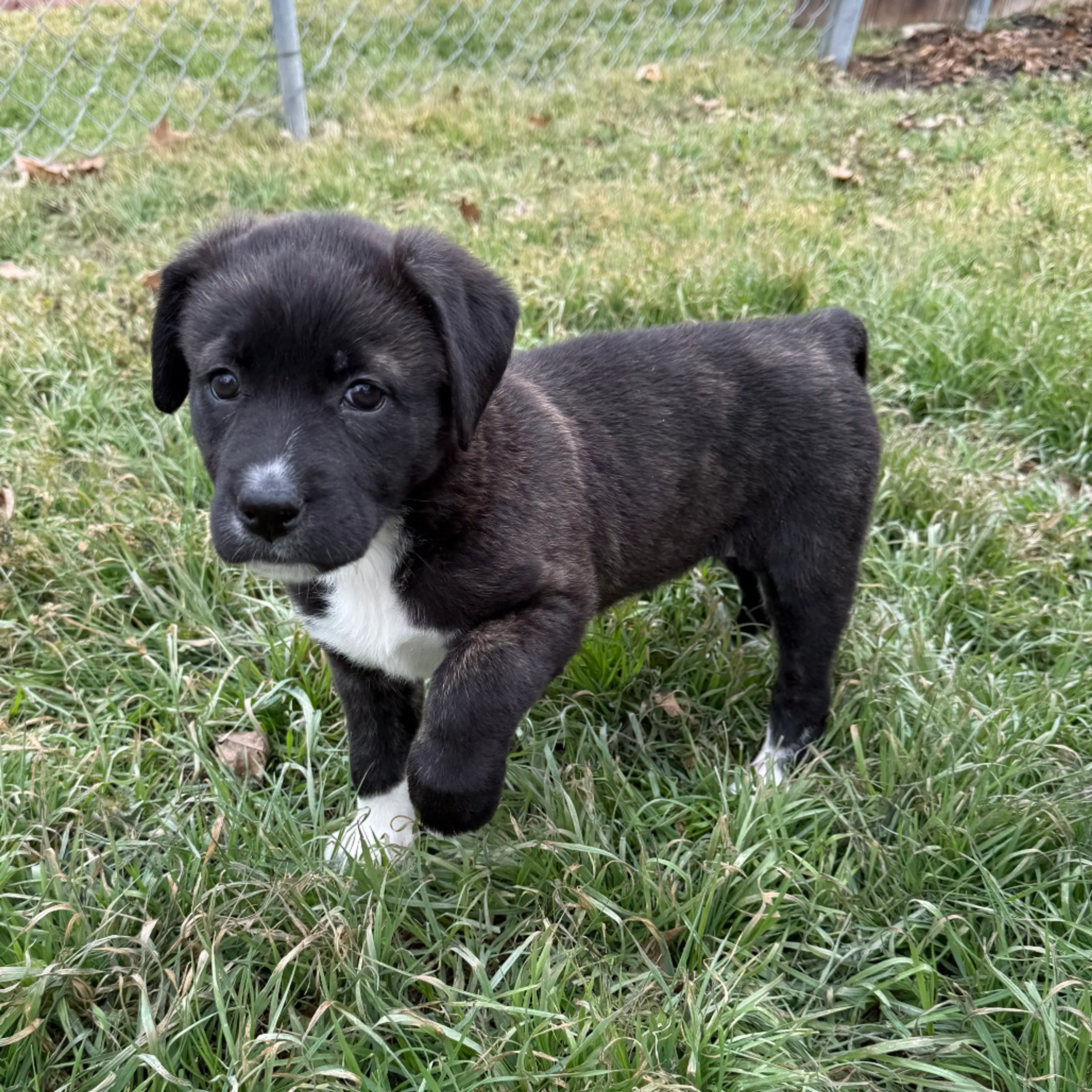 Found pet-1