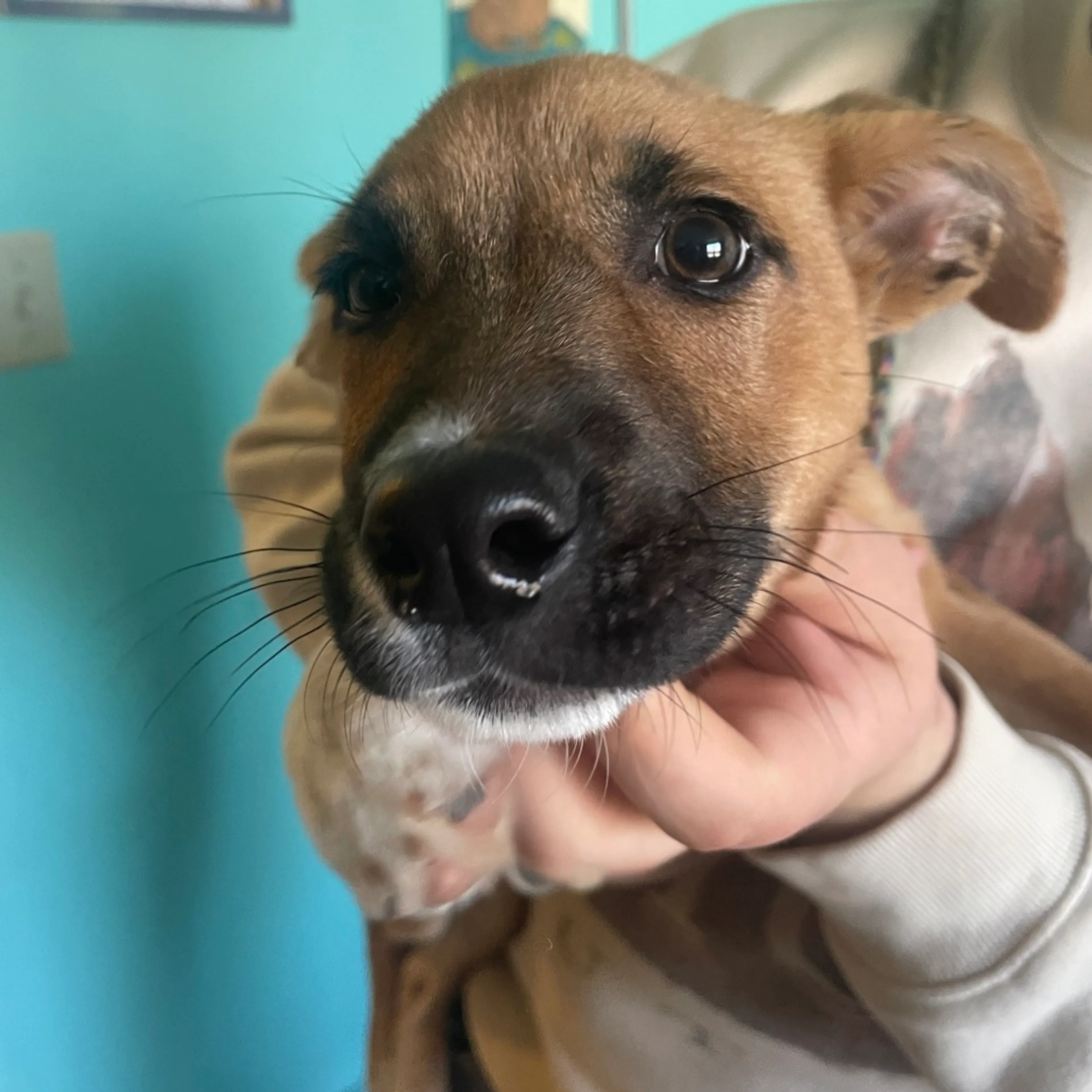Found pet