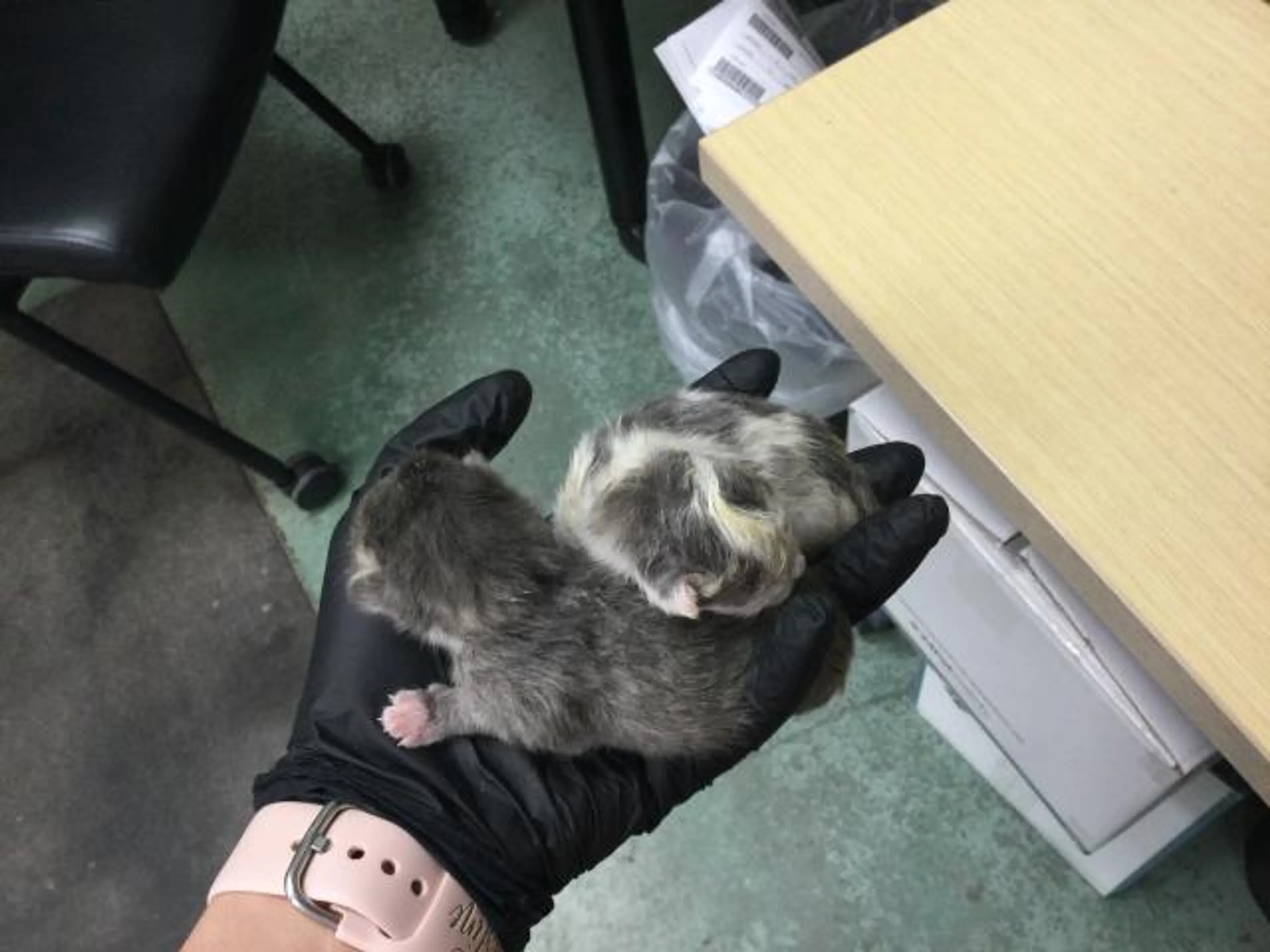 Found pet