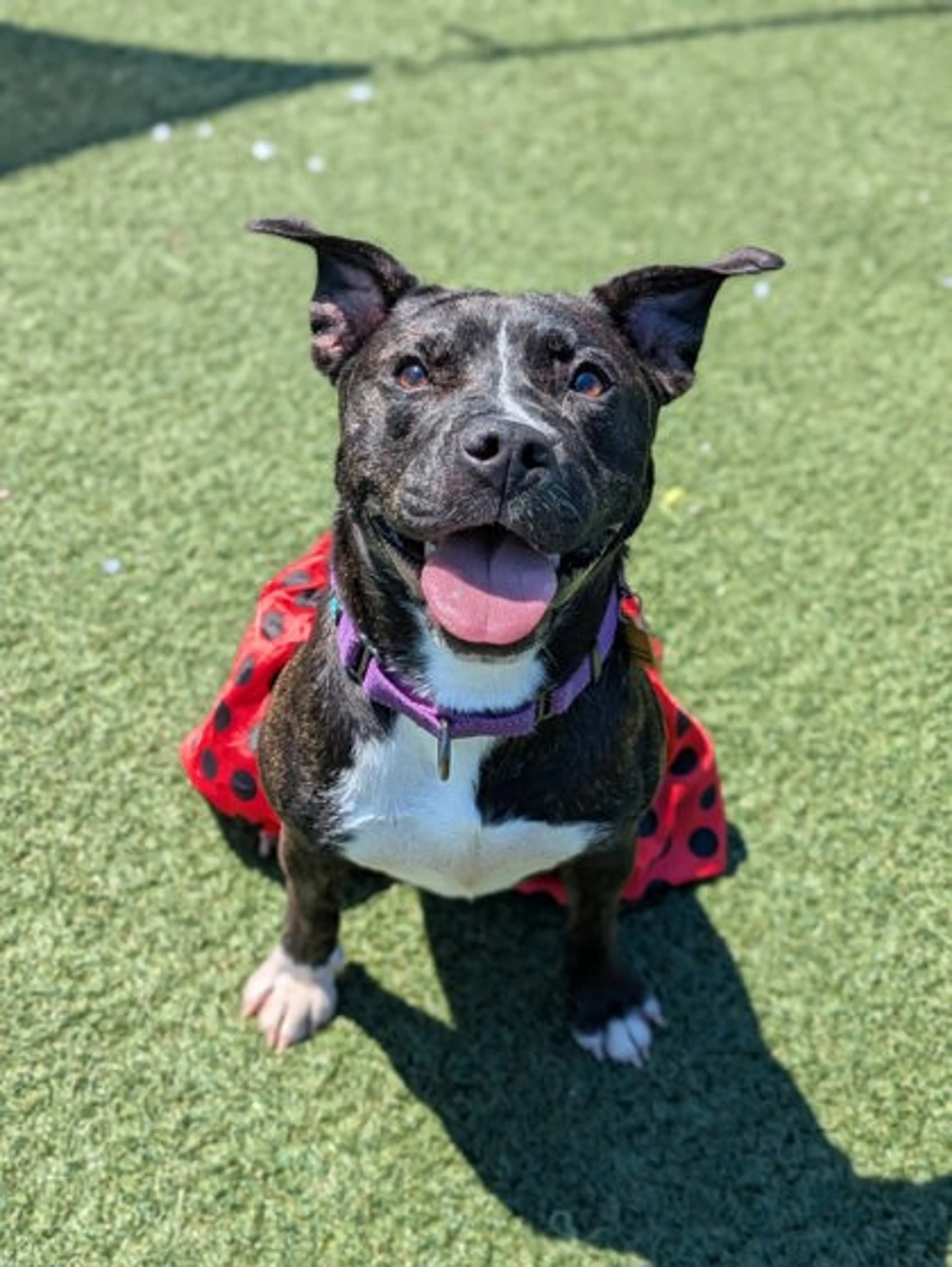 cdn image
