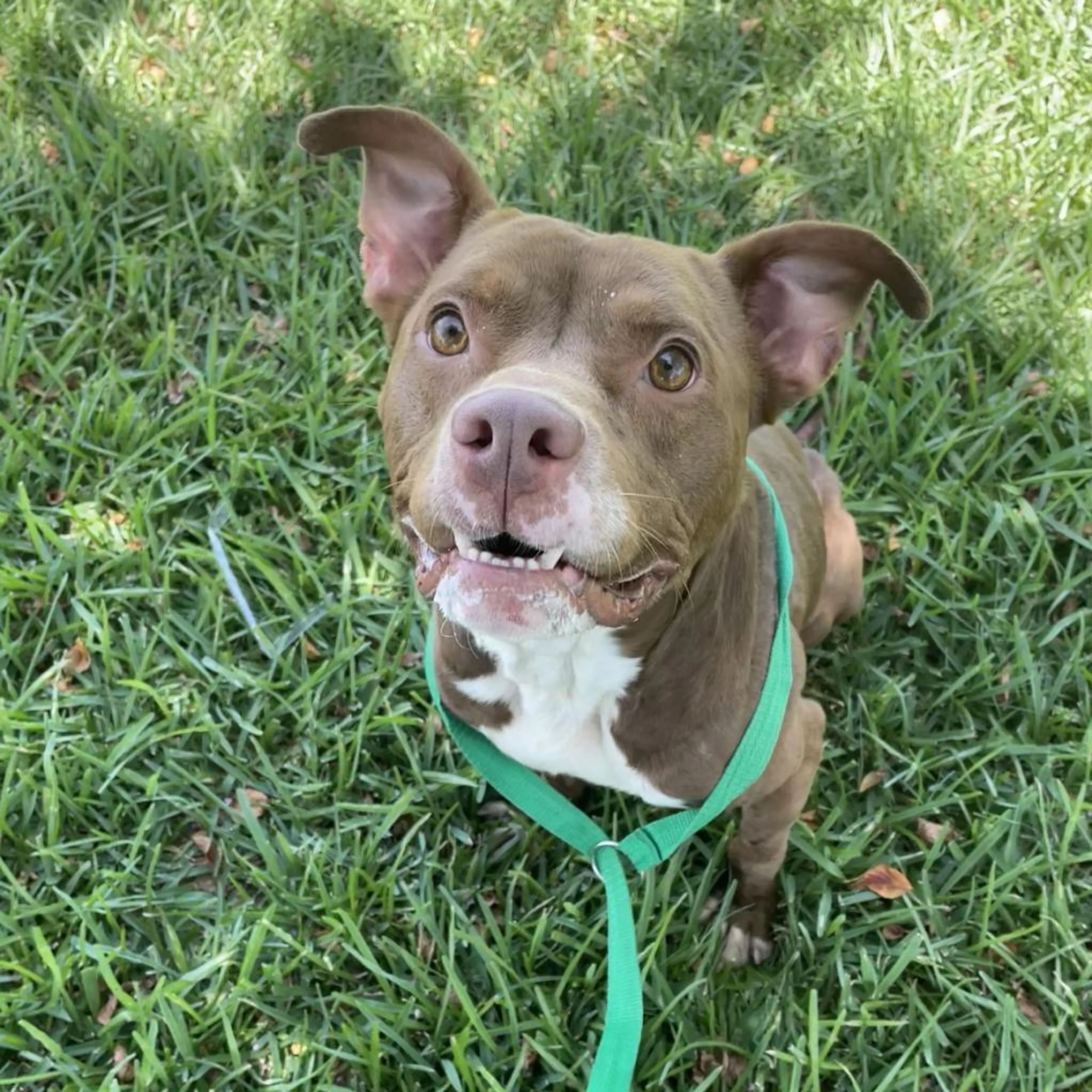 Found pet-4