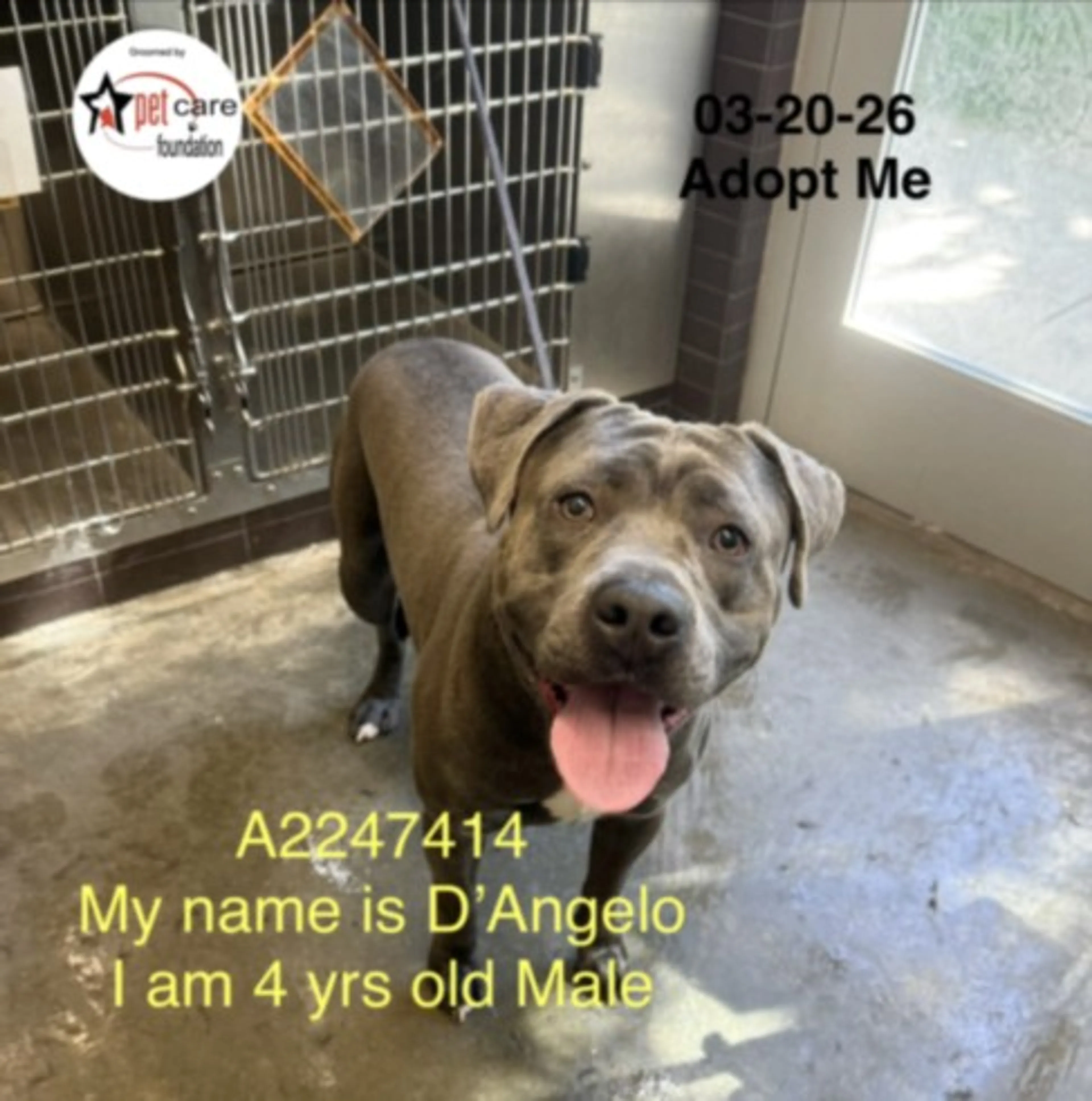 Found pet