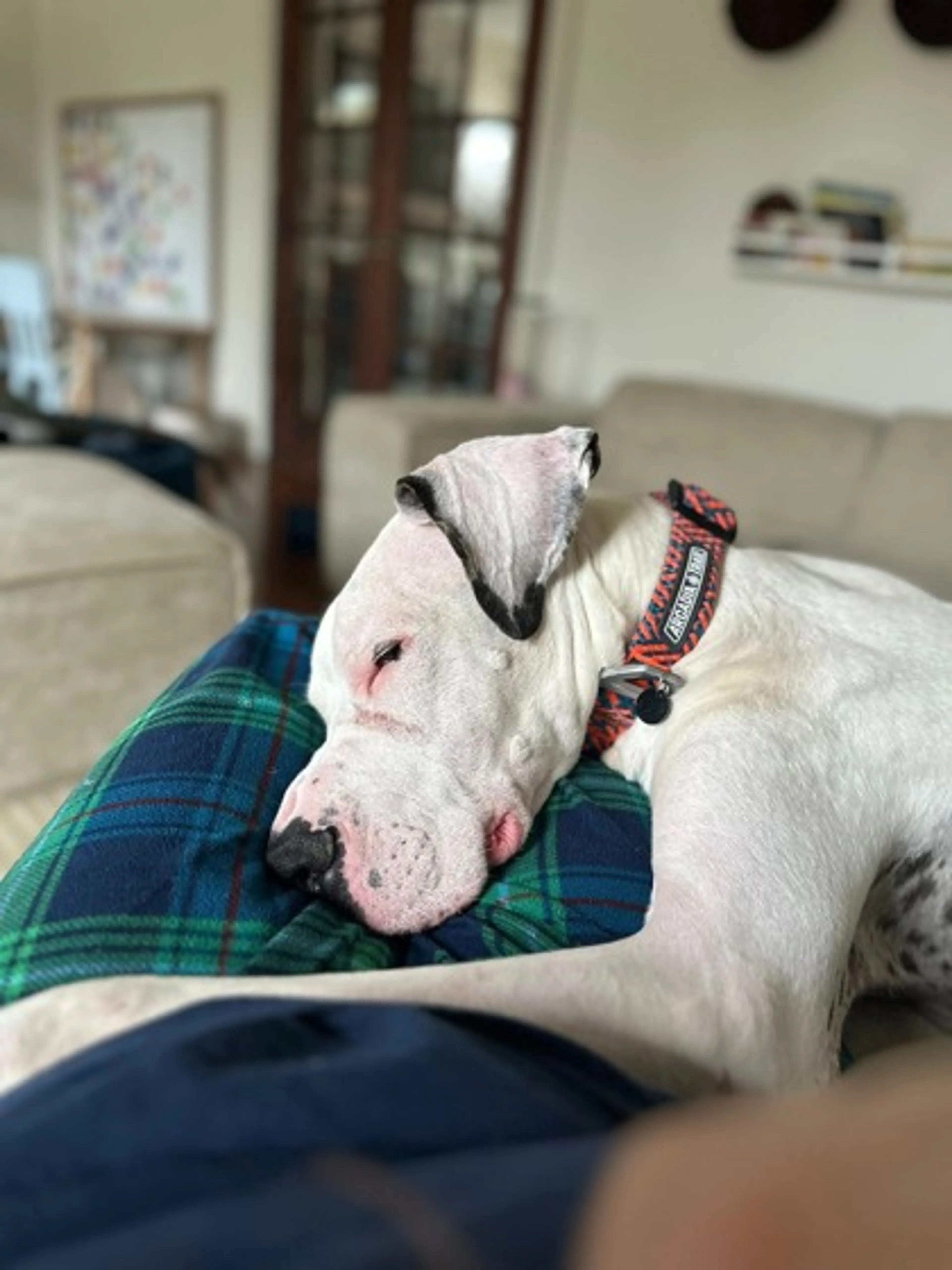Found pet-2