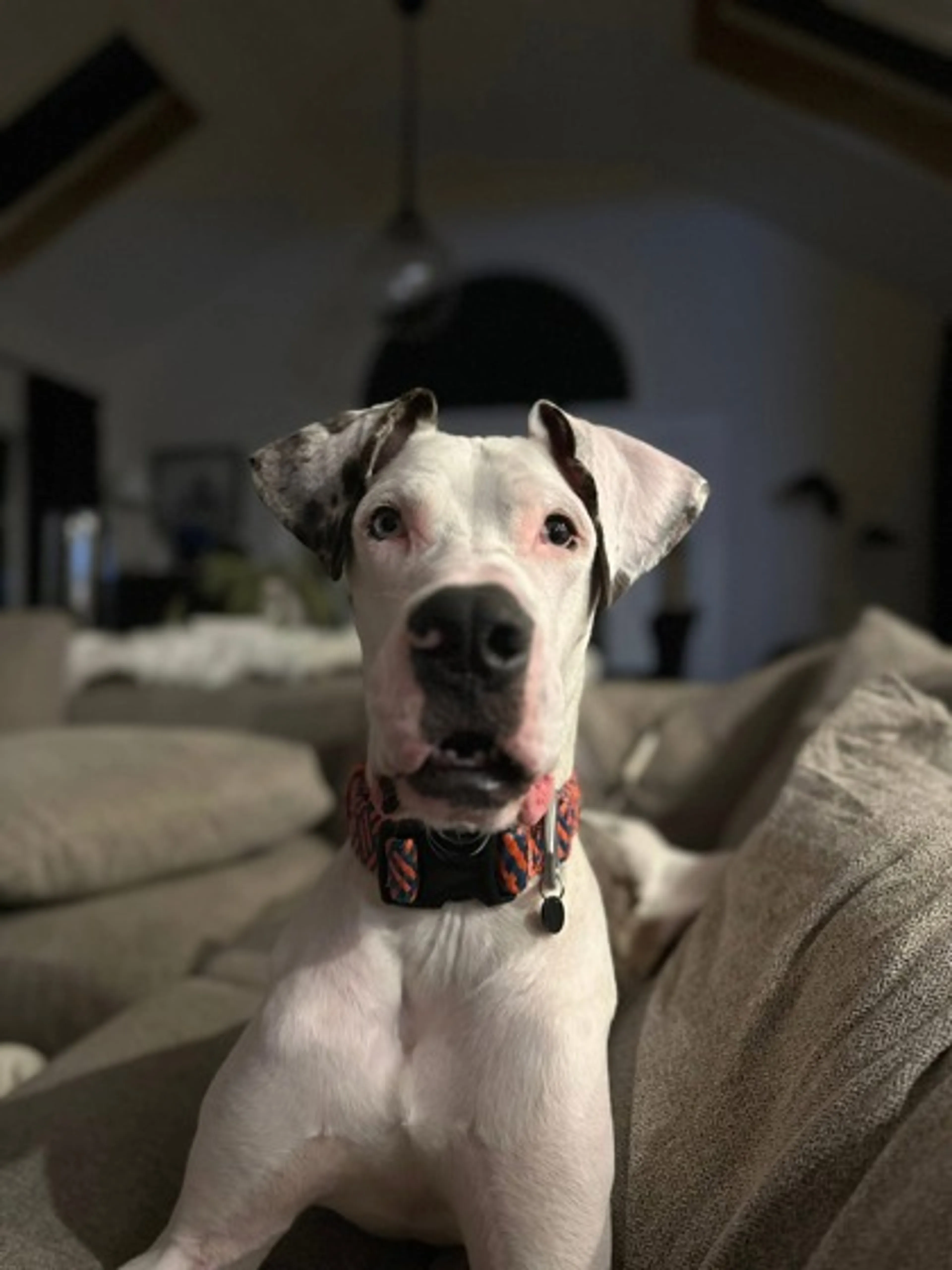 Found pet-1