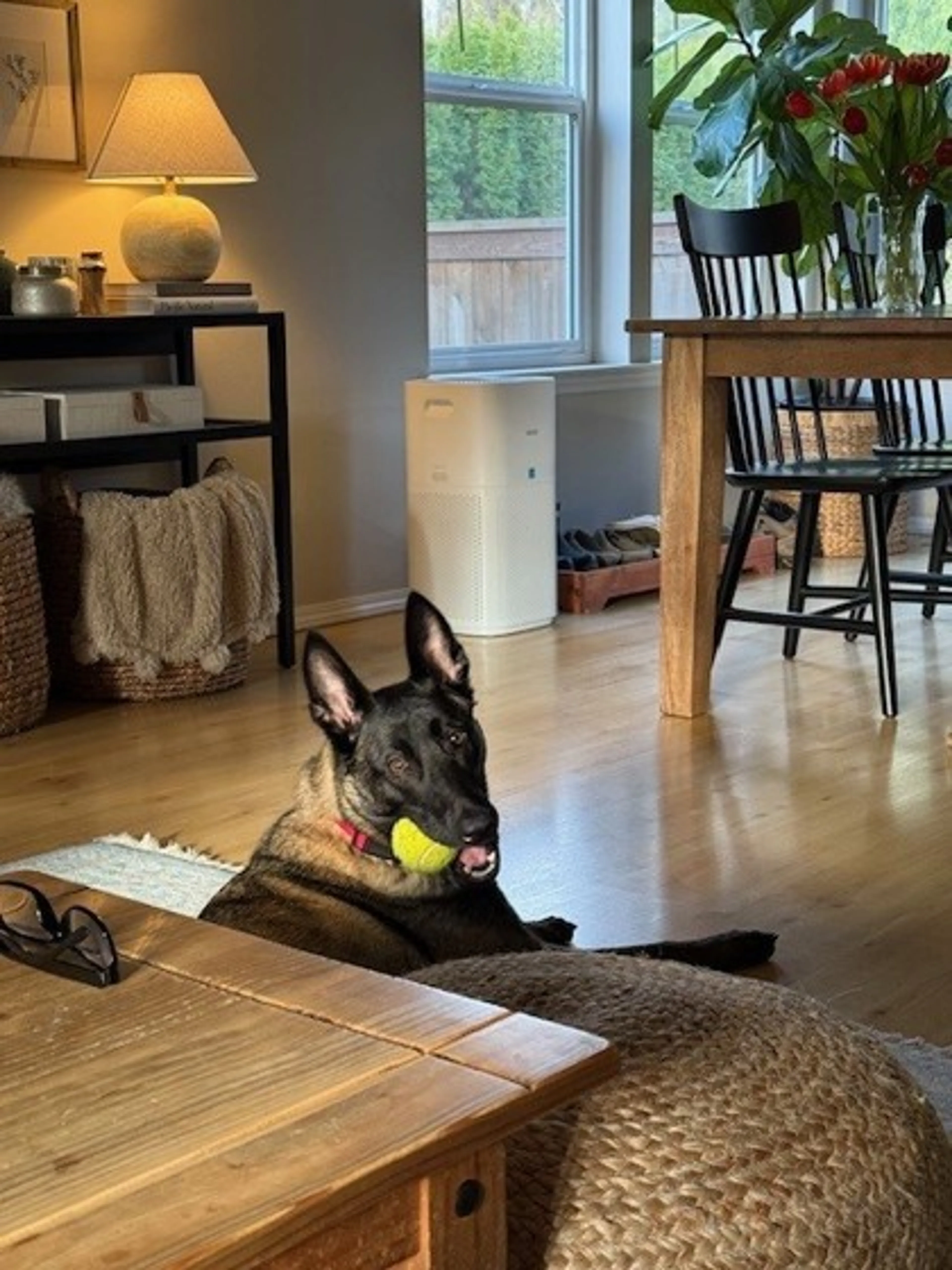 Found pet-1