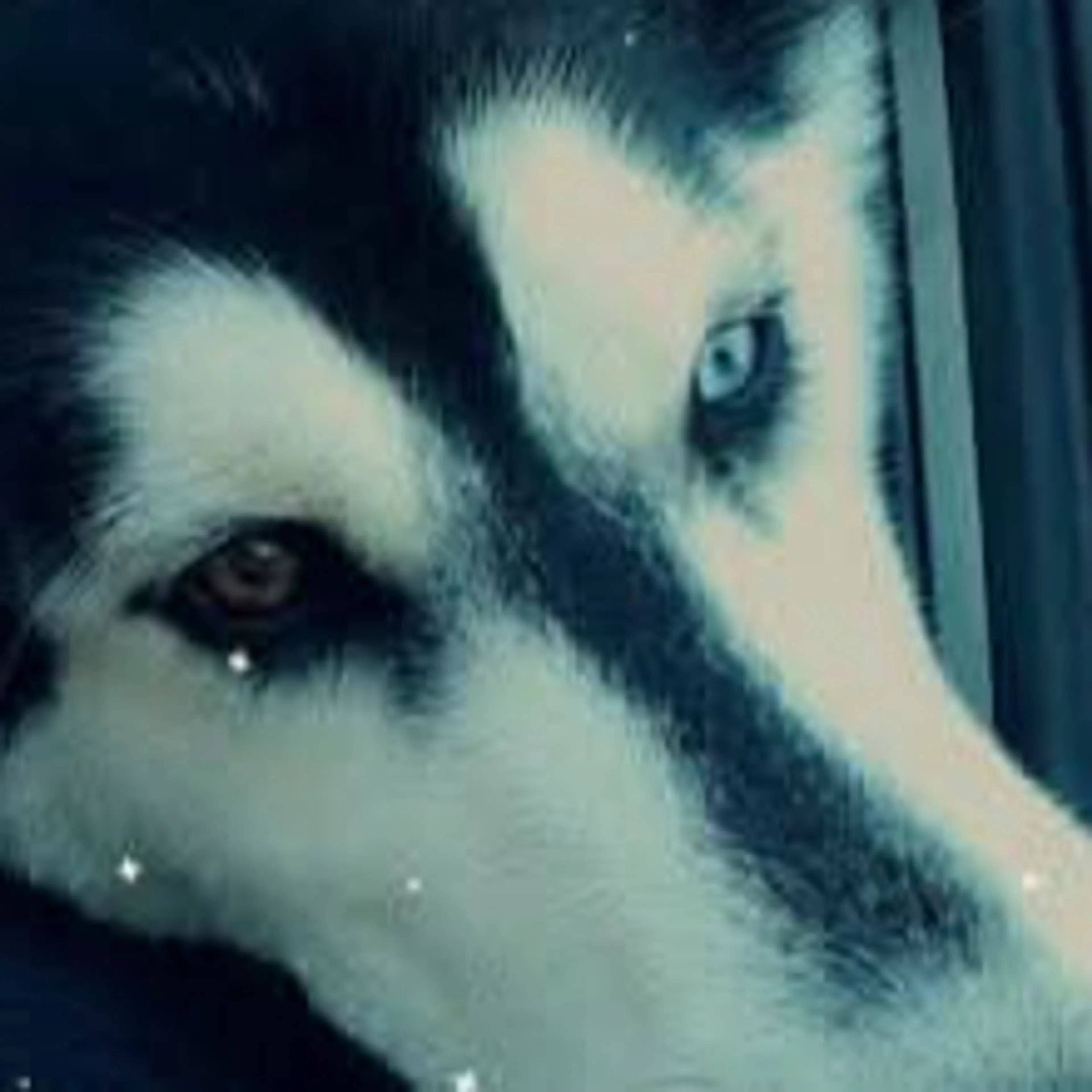Lost pet-1