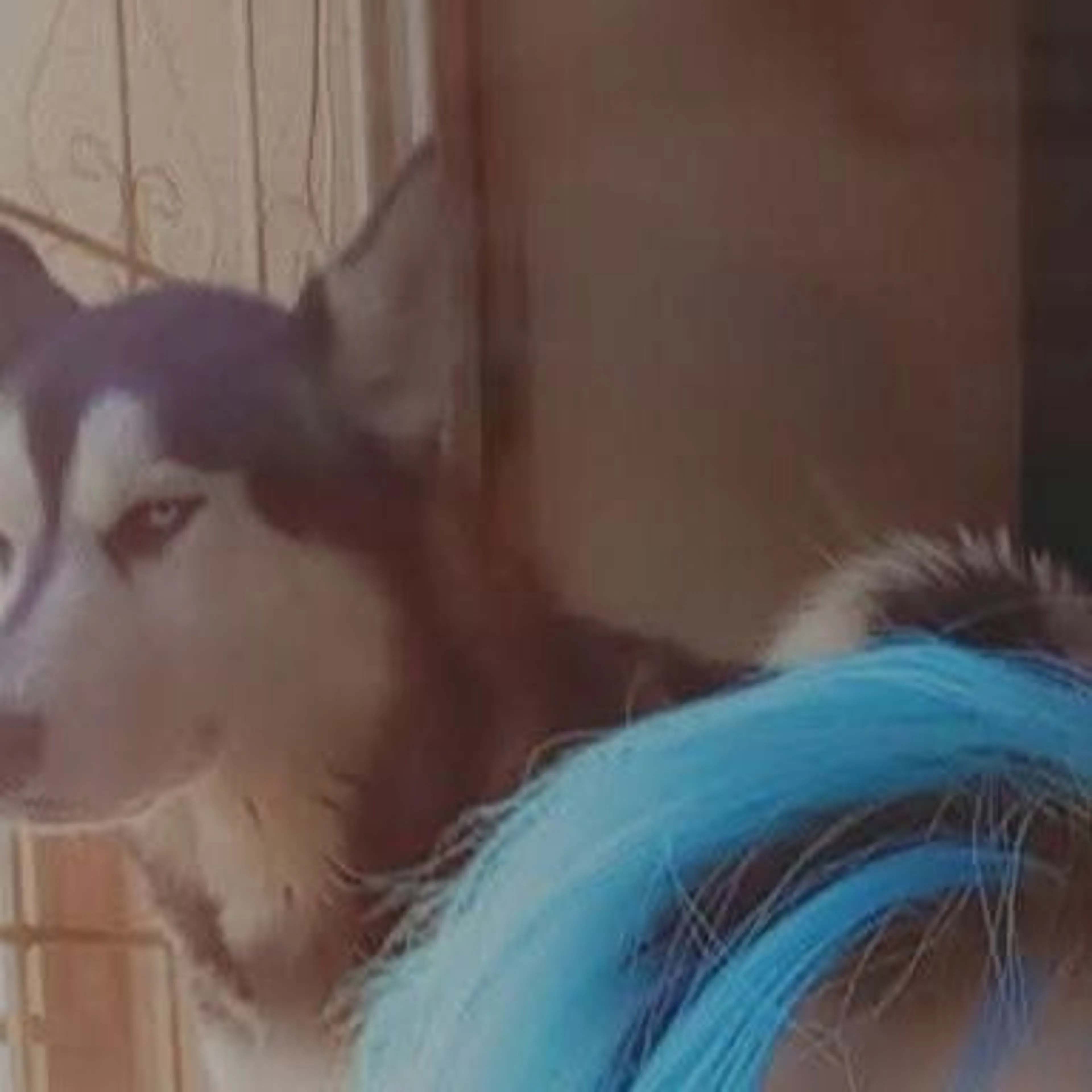 Lost pet-0