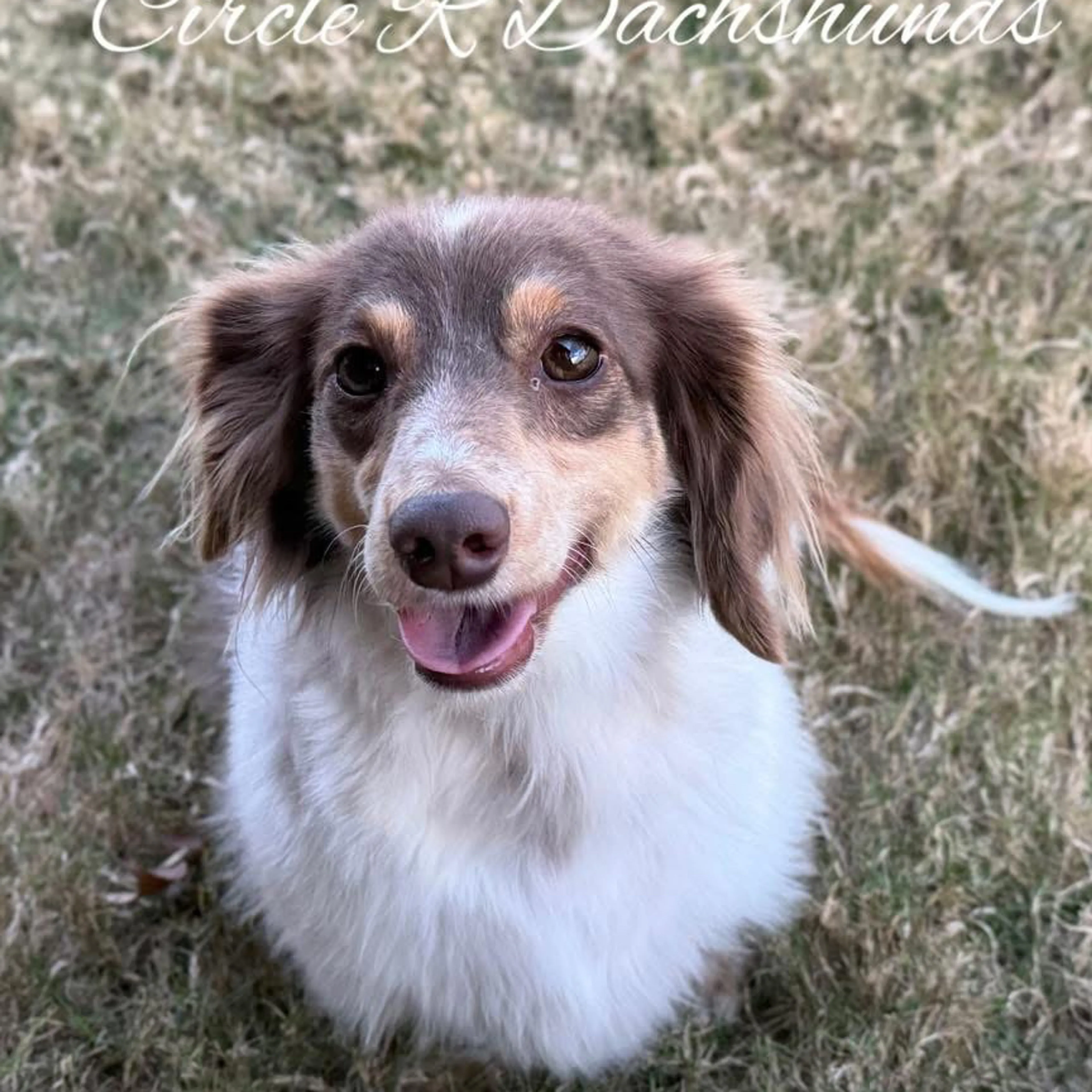 Lost pet-2