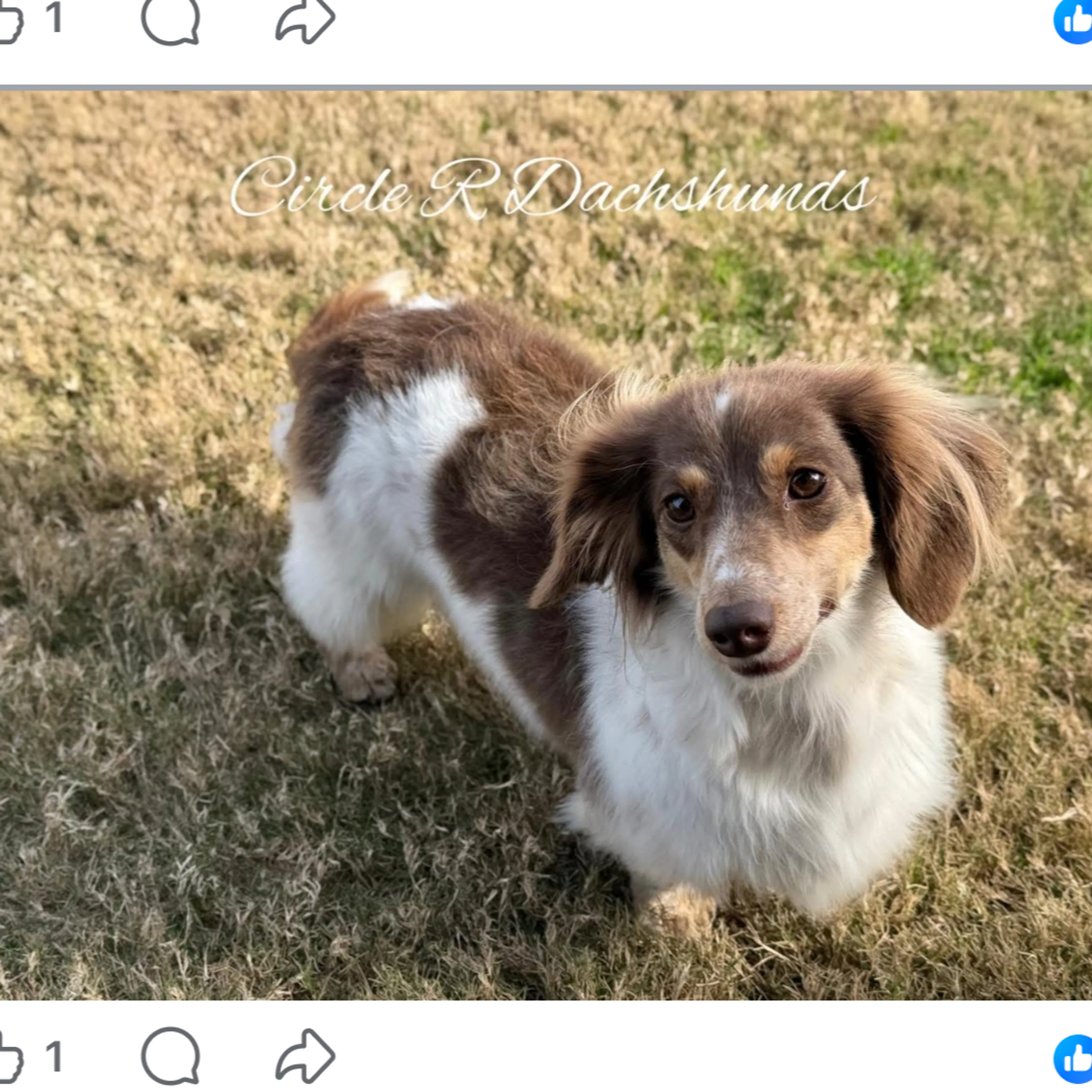 Lost pet-1