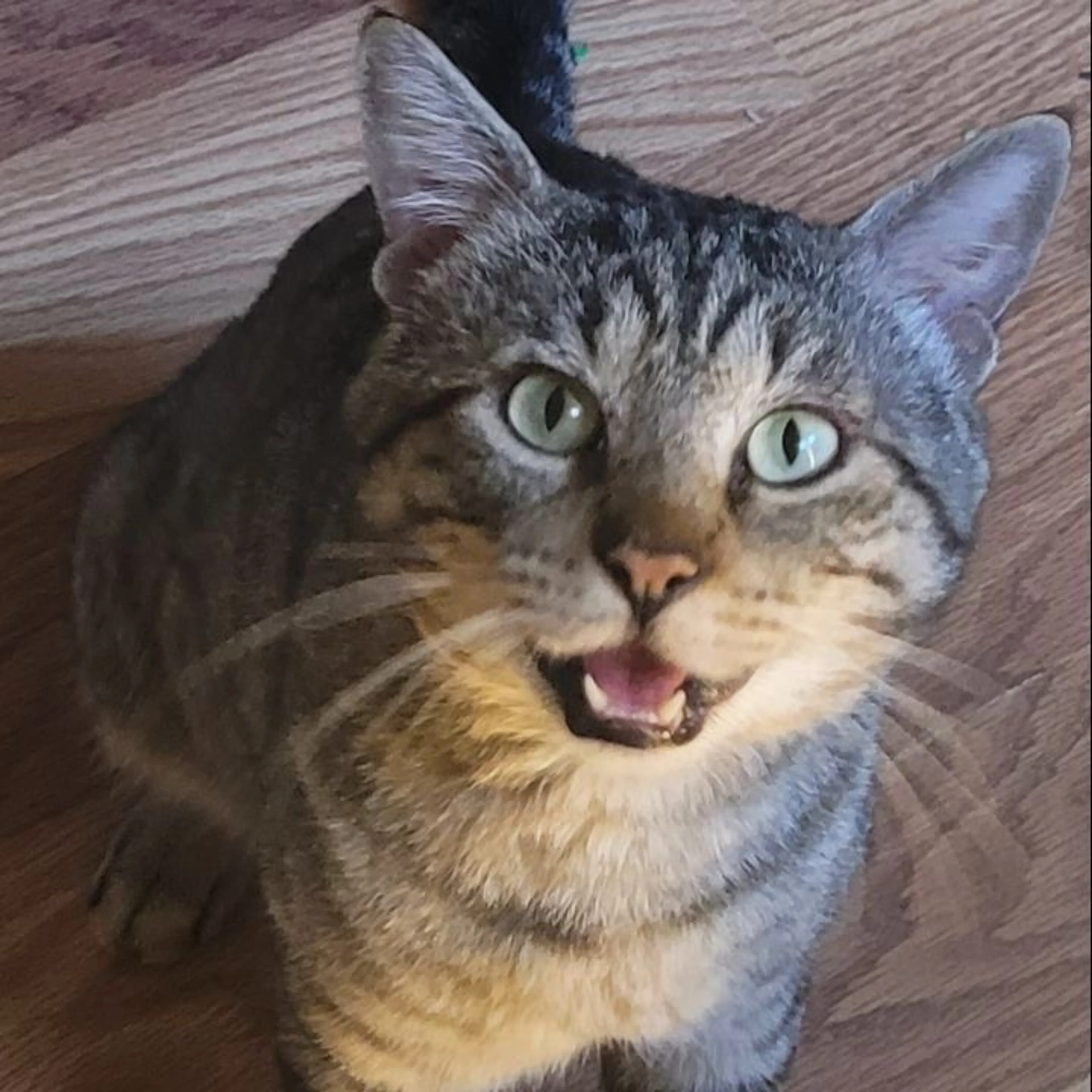 Lost pet