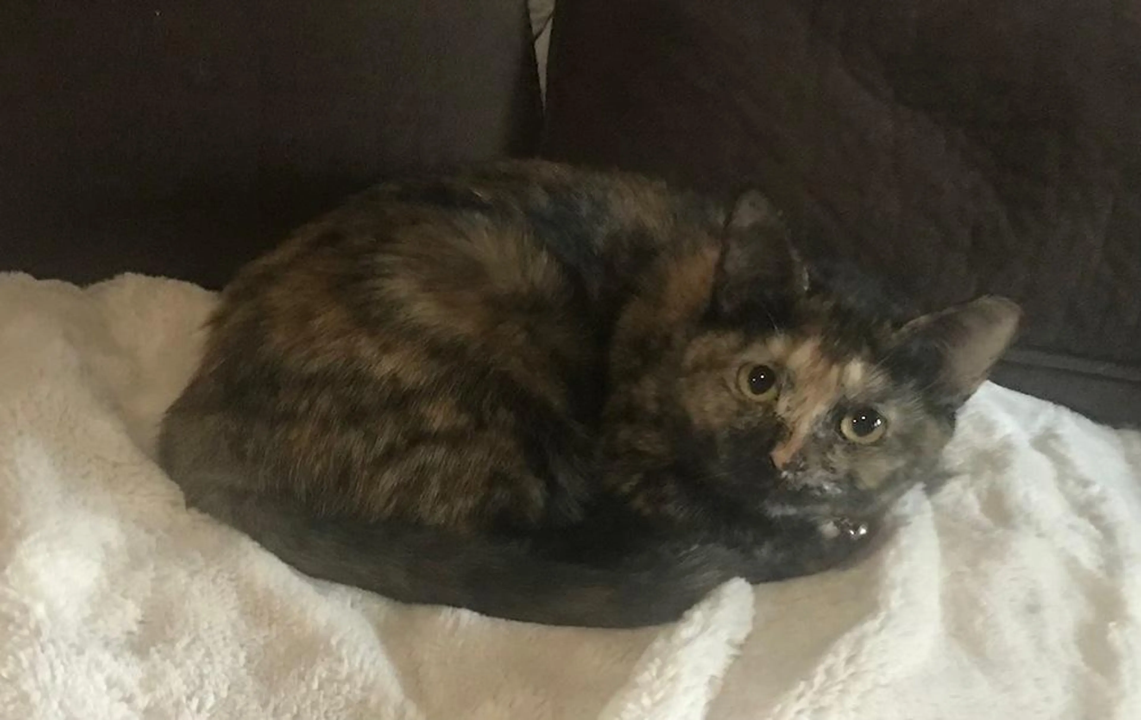 Found pet-0