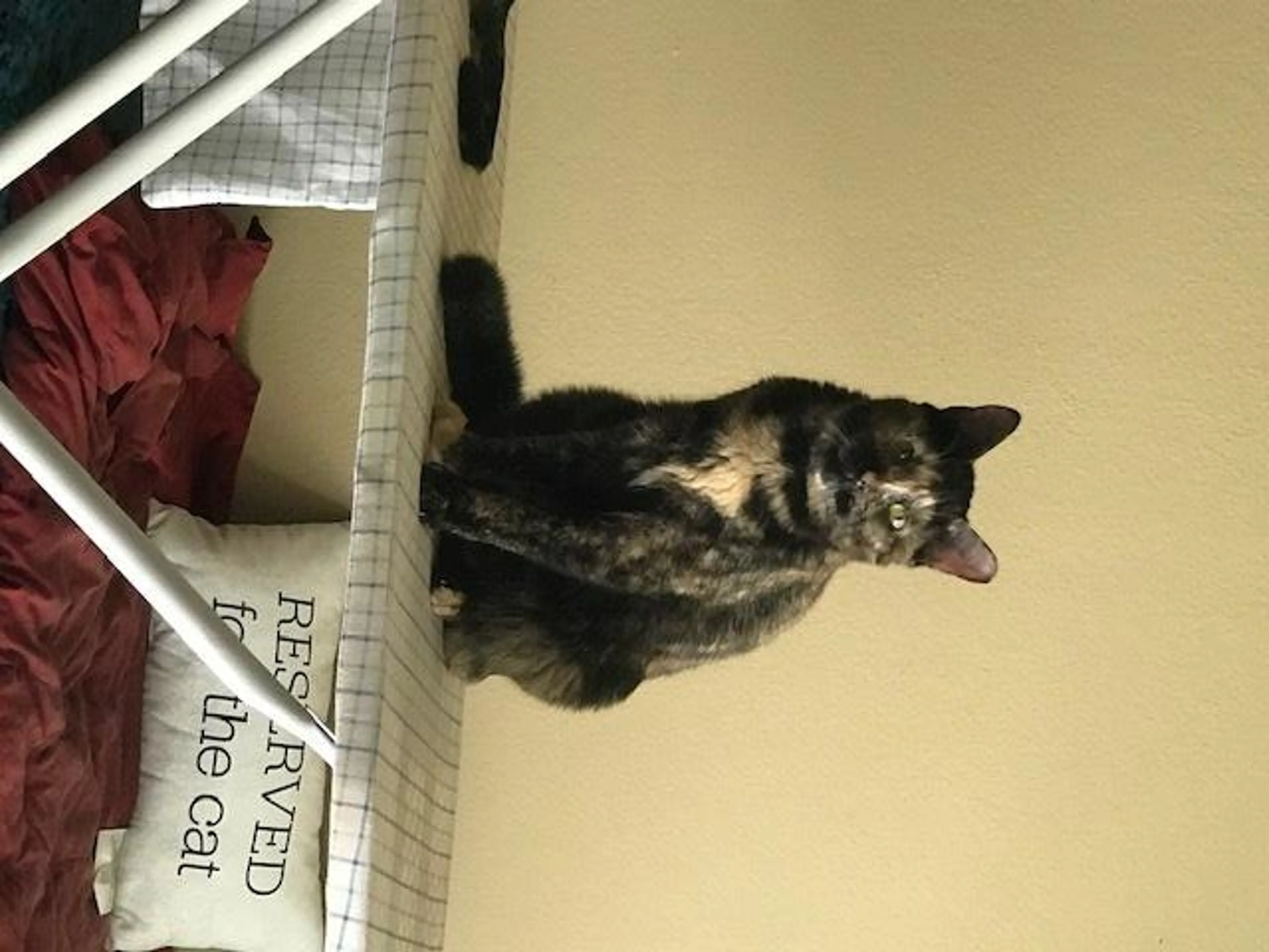 Found pet-1
