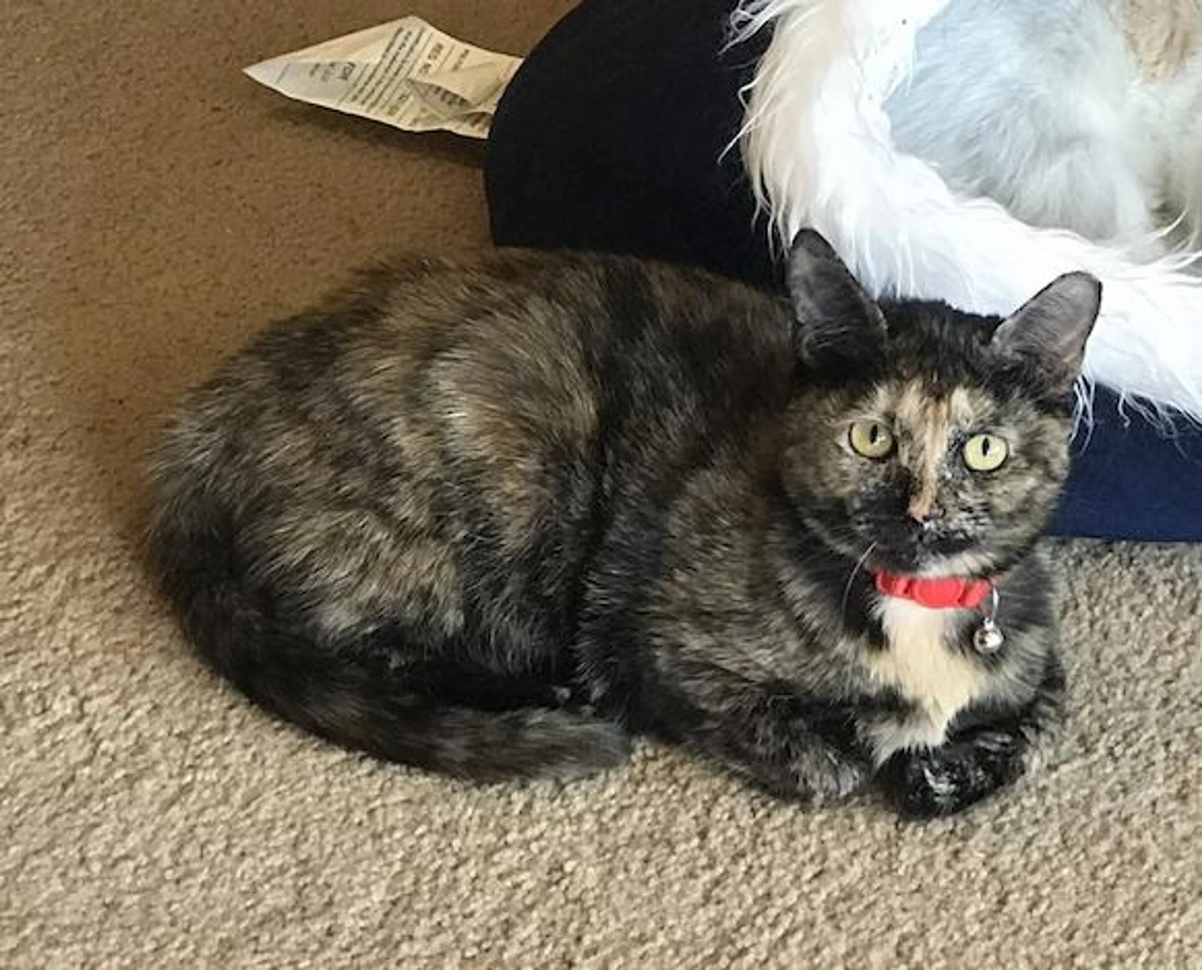 Found pet-2