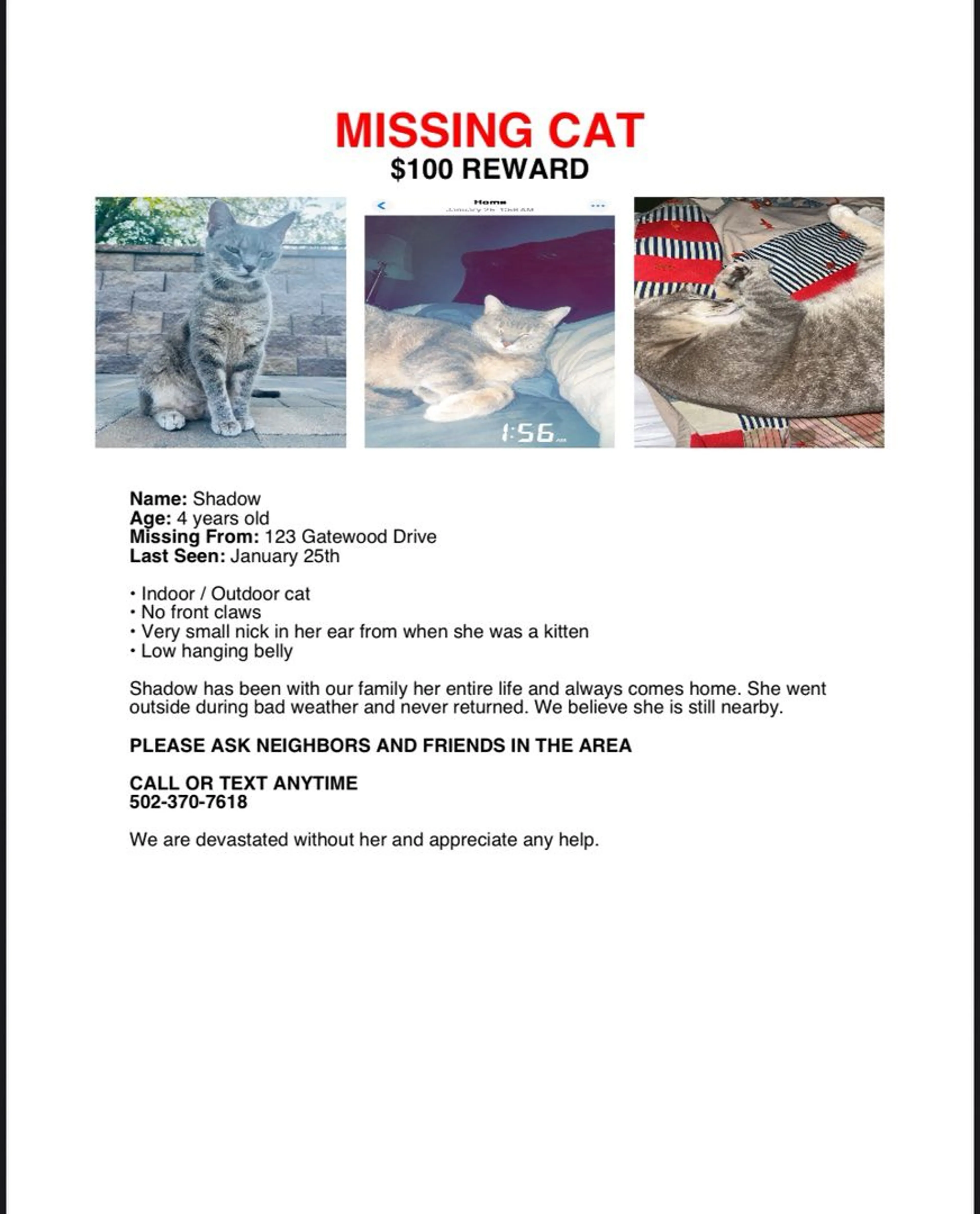 Lost pet