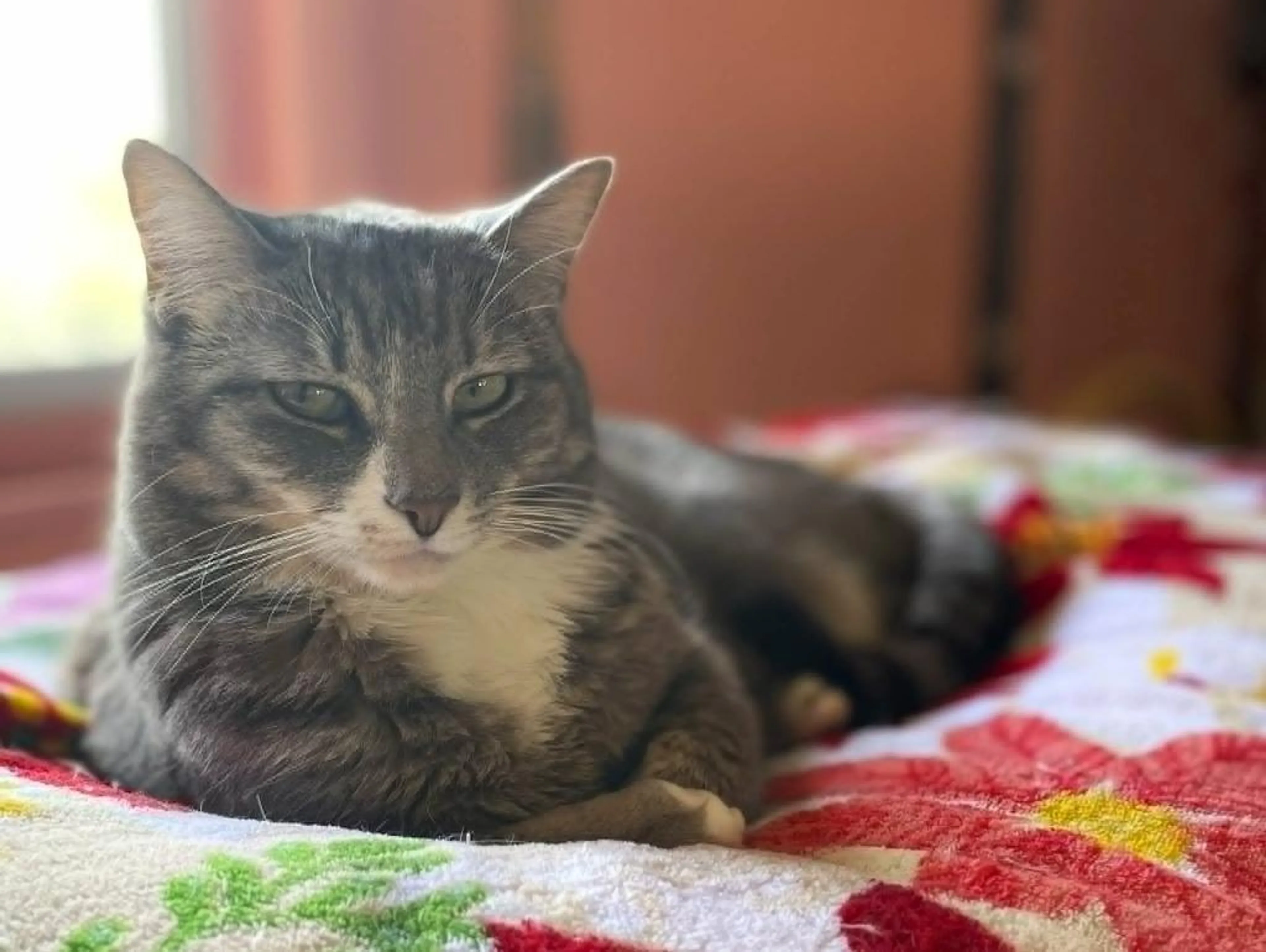 Found pet-1