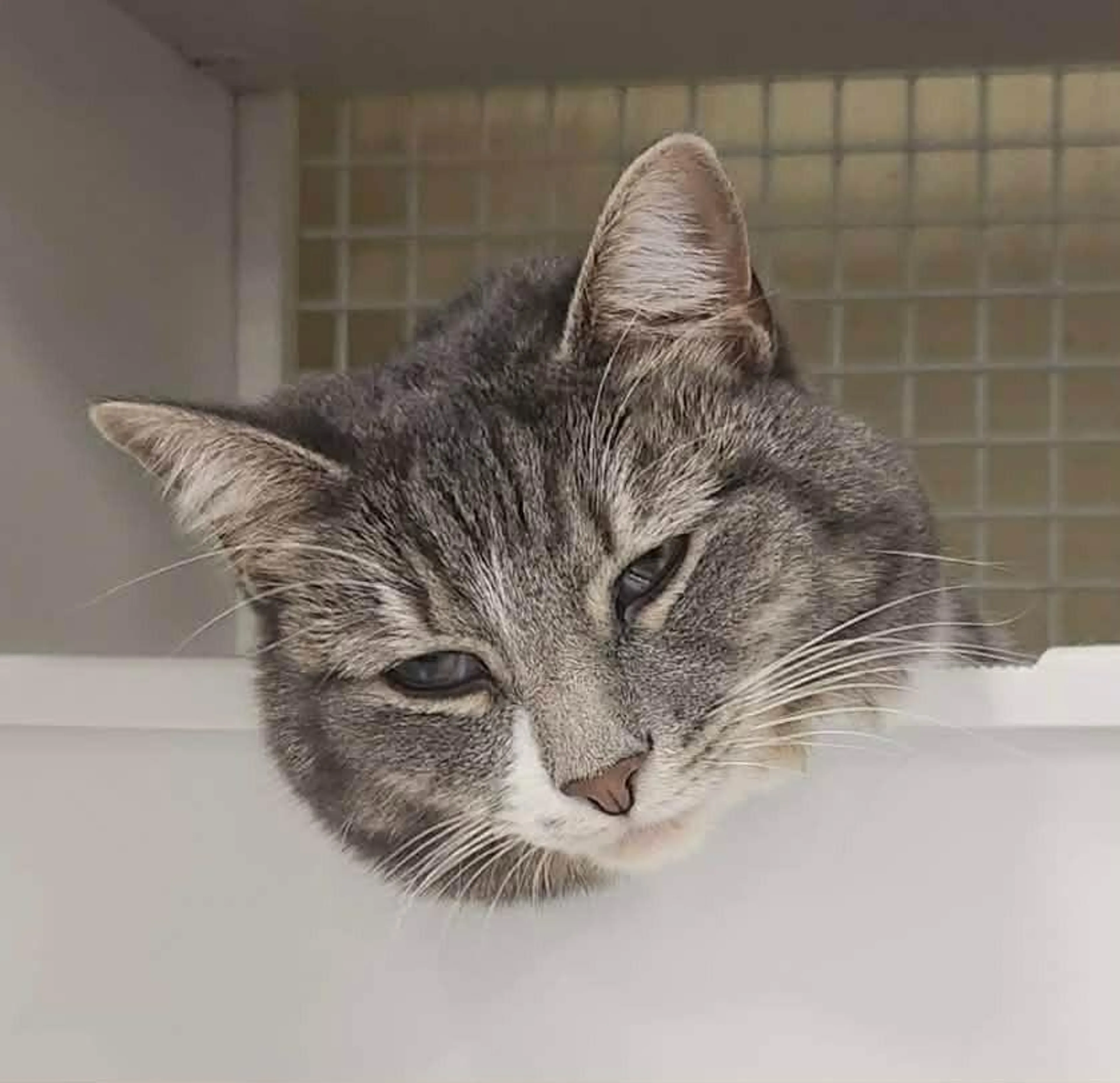 Found pet-2