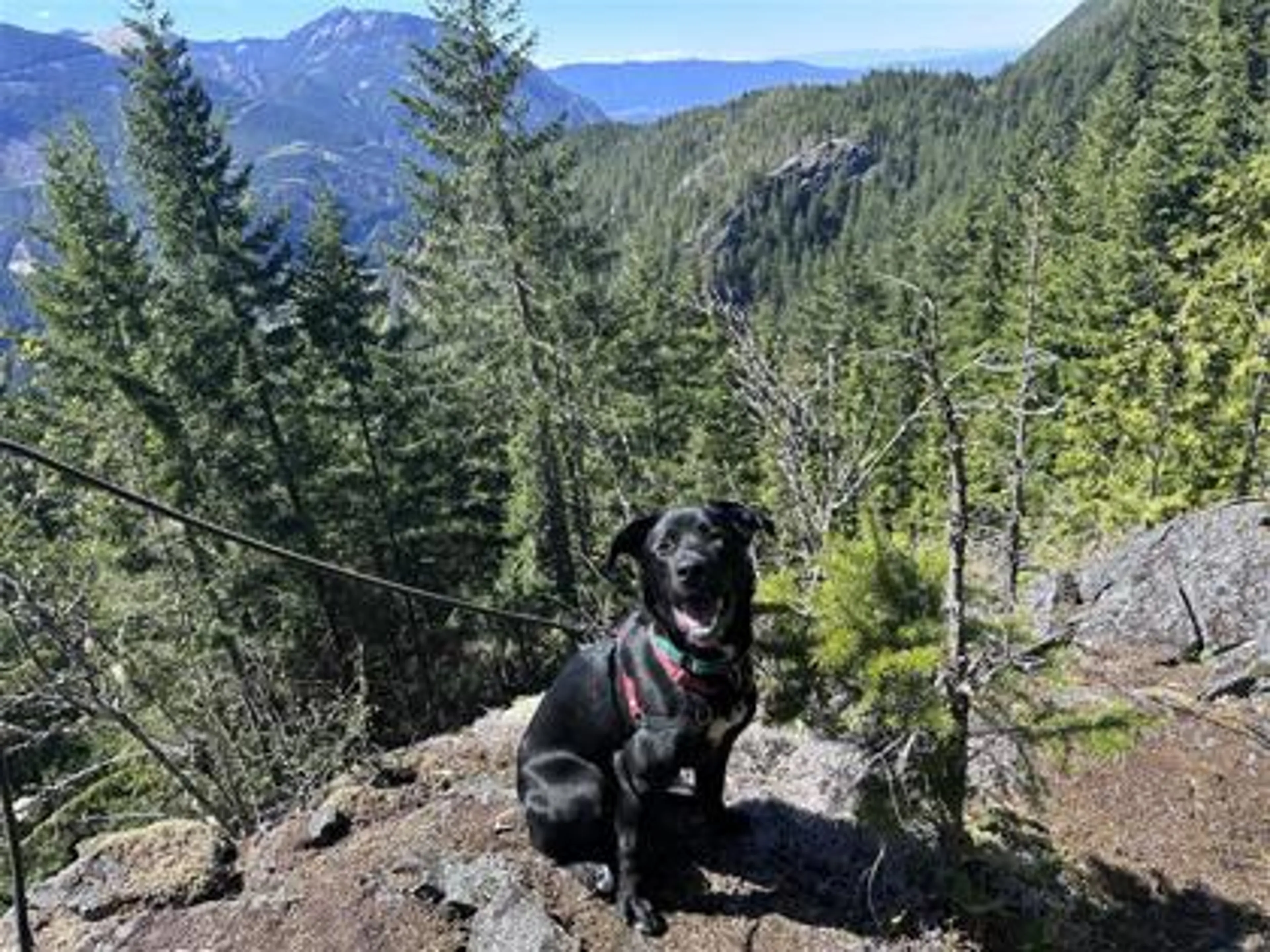 Found pet-2