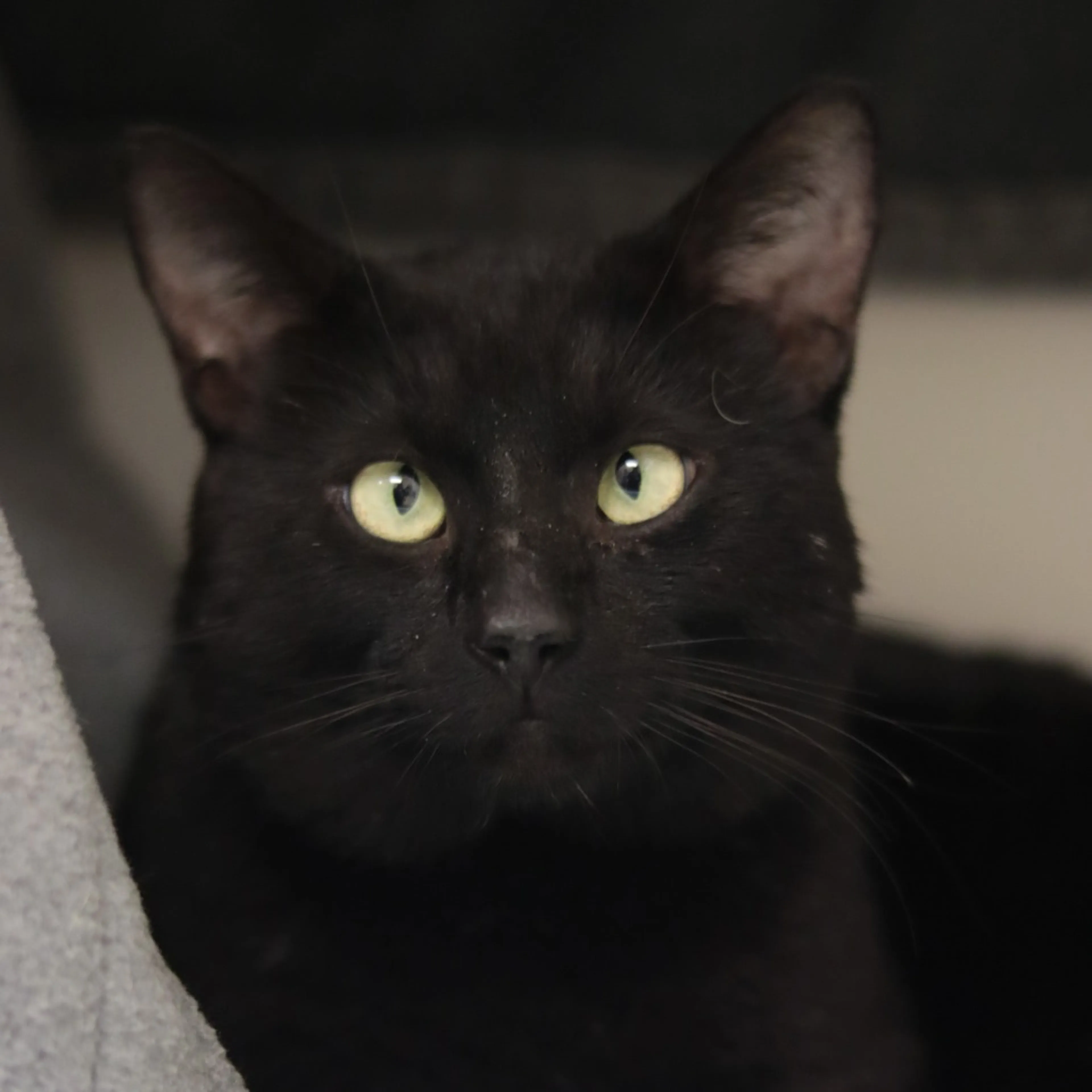 Found pet-4