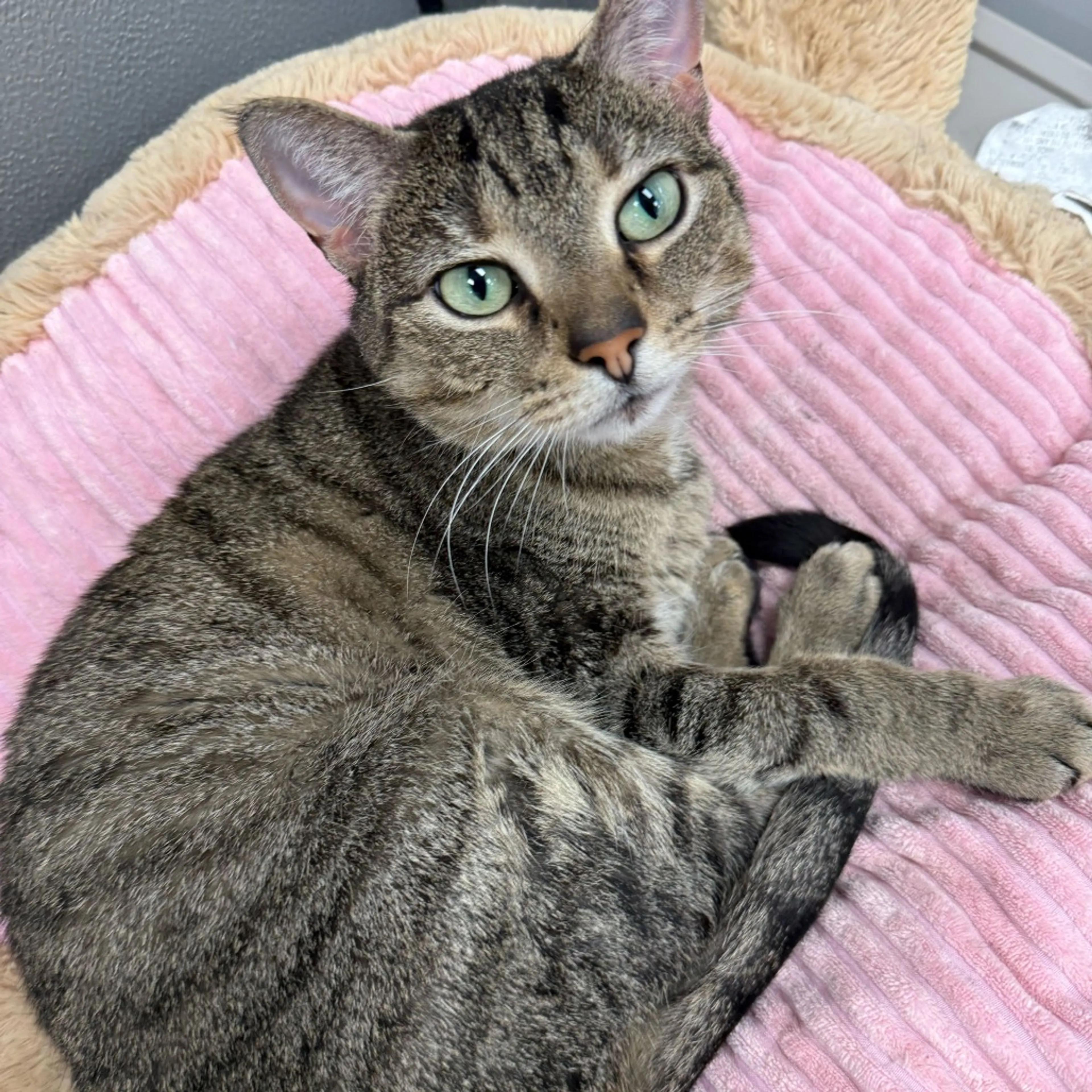 Found pet-6