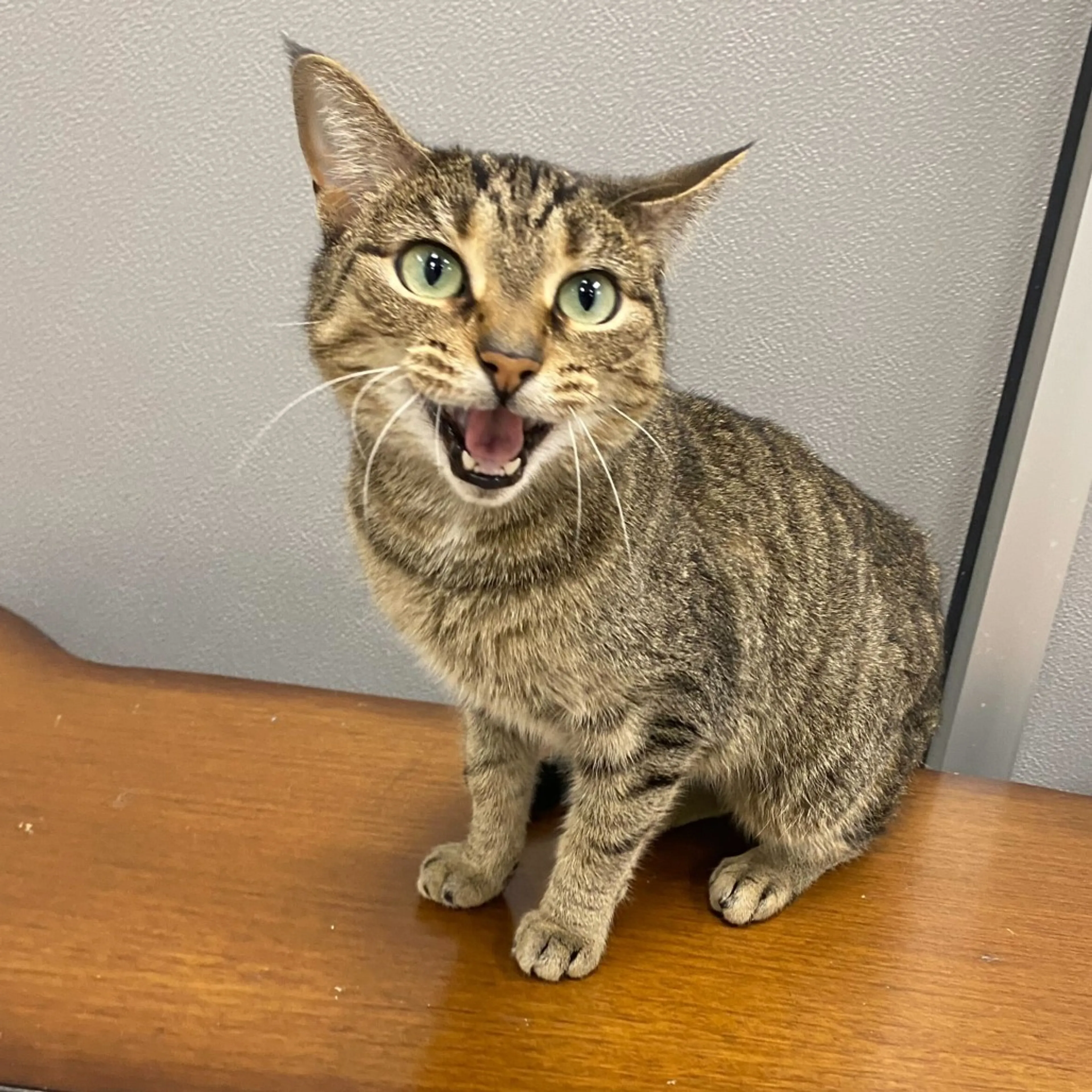 Found pet-3