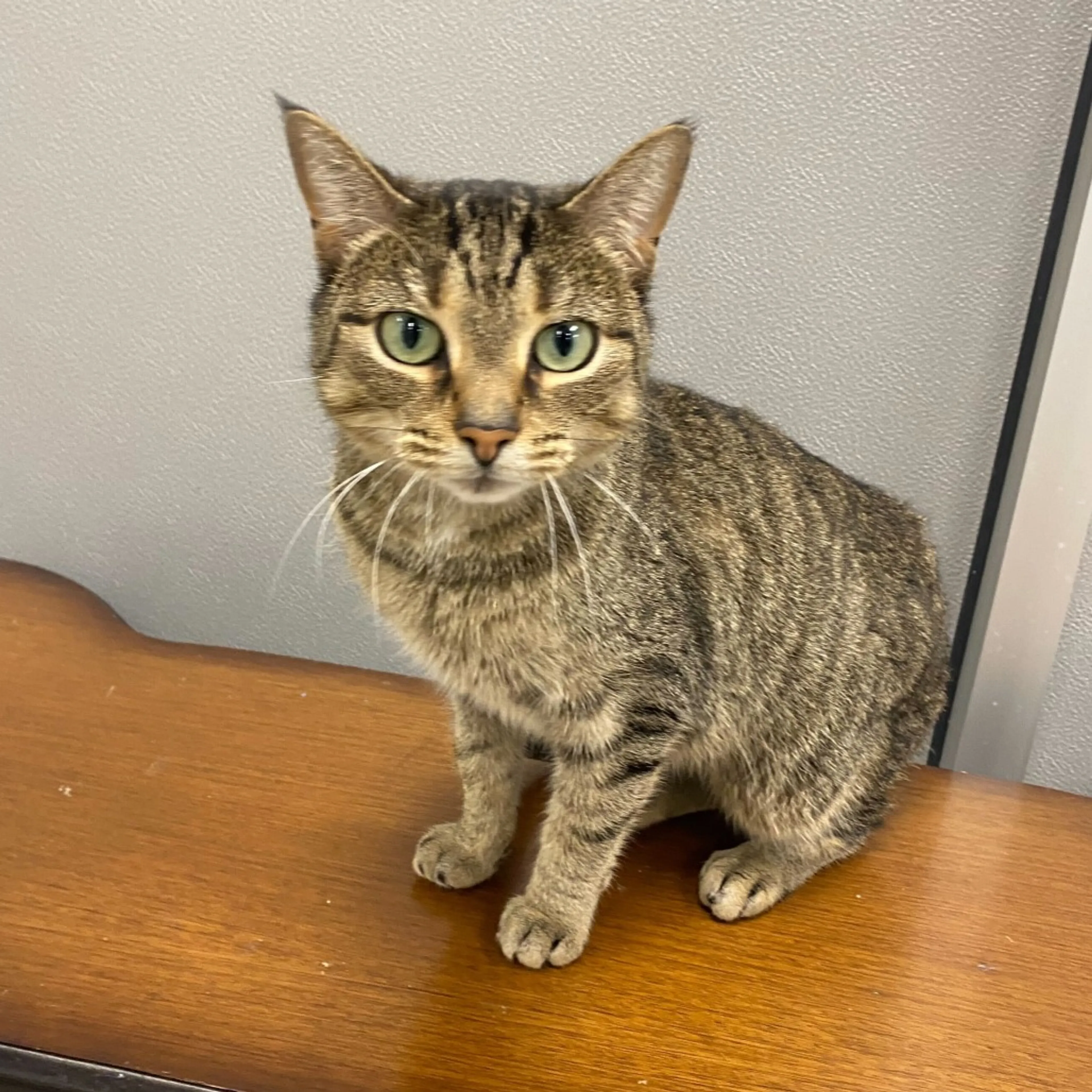 Found pet-2
