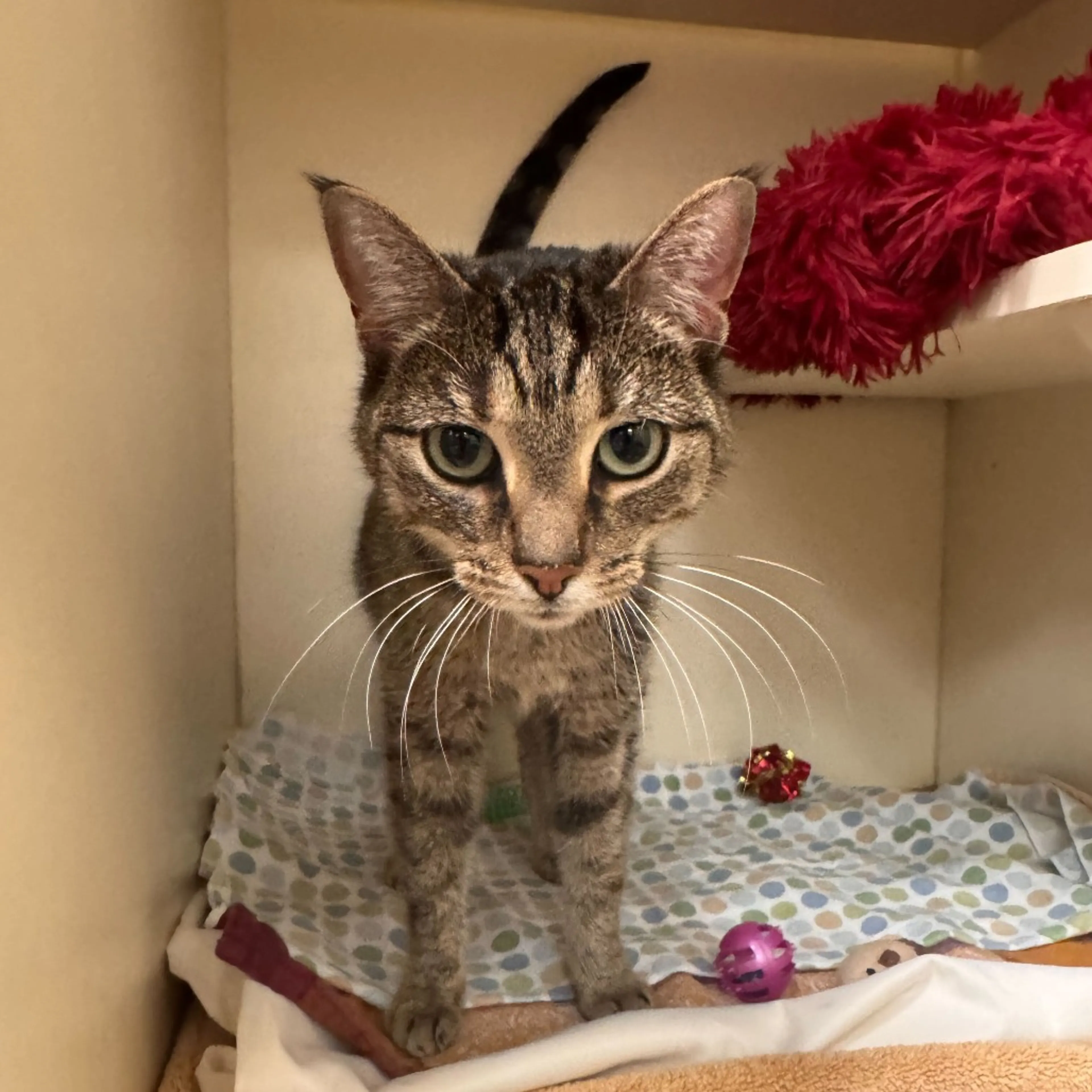Found pet-1
