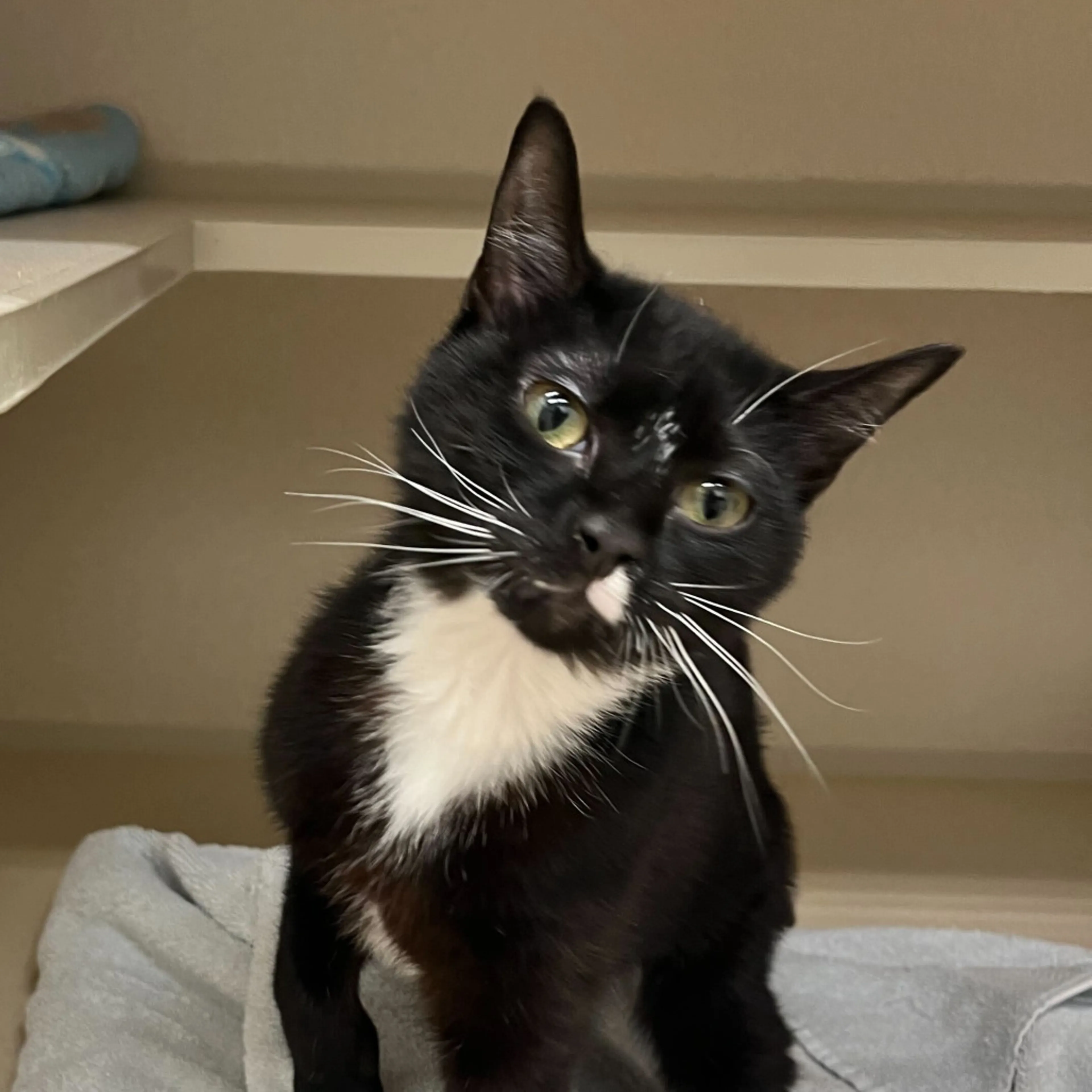 Found pet-2