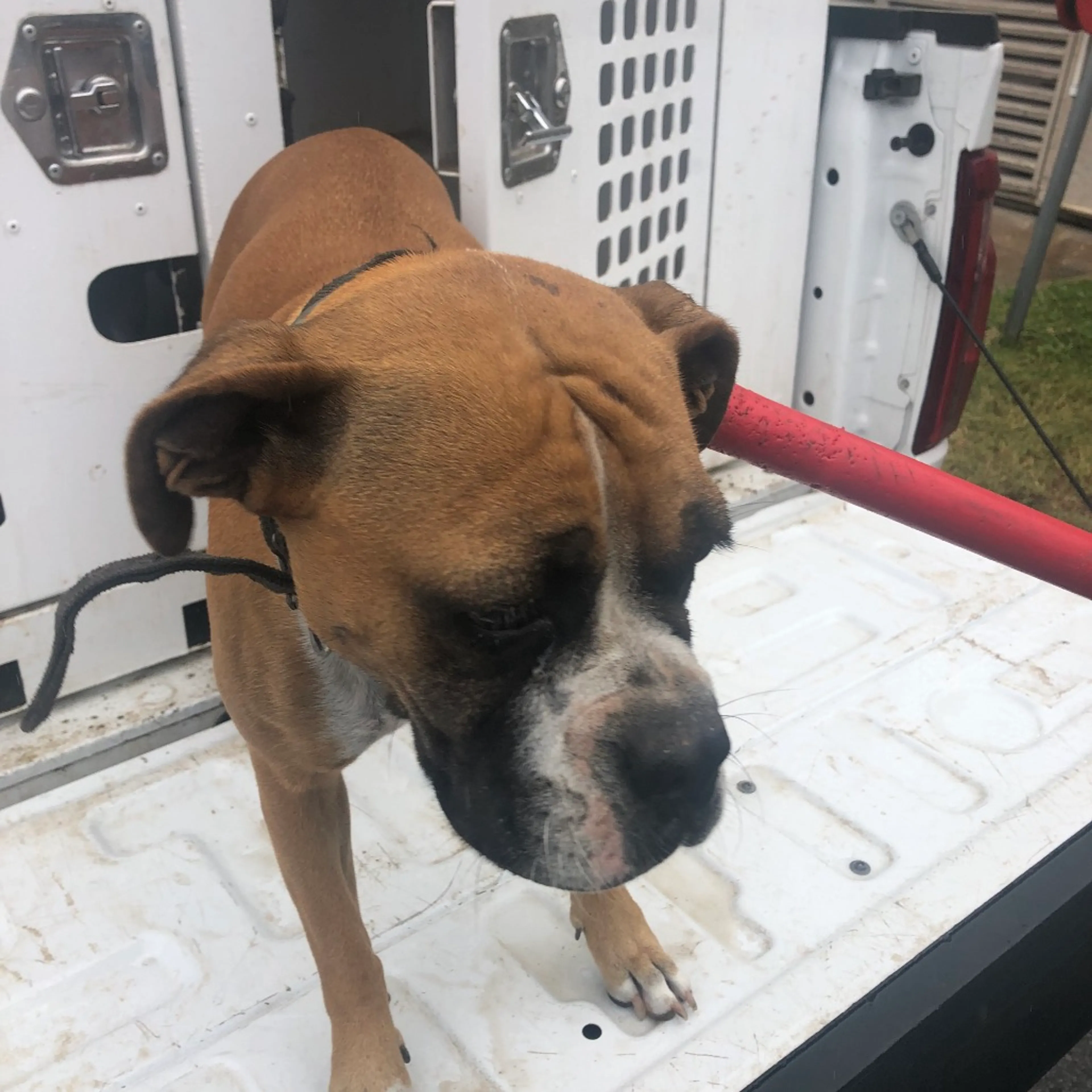 Found pet