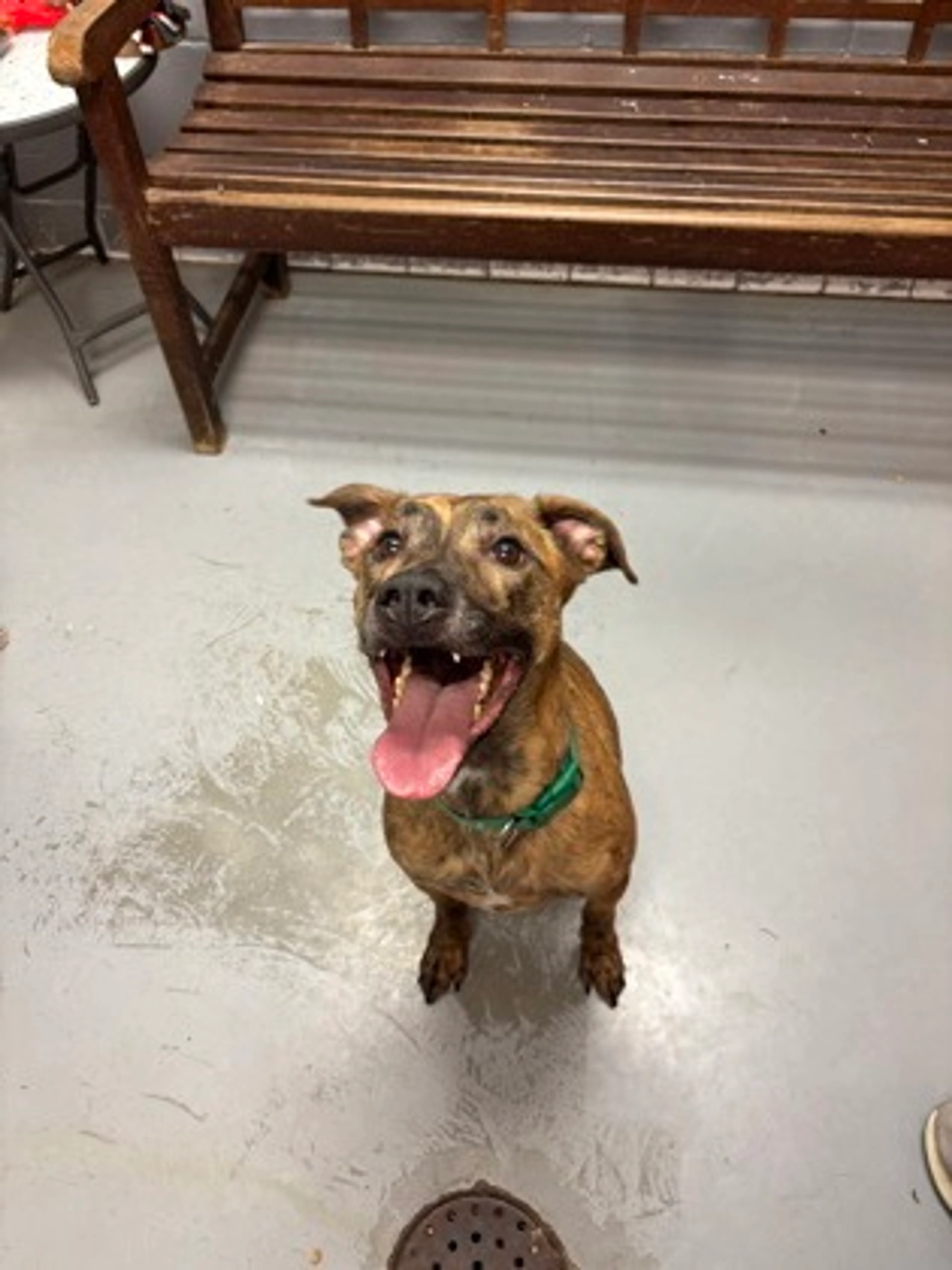 Found pet-2