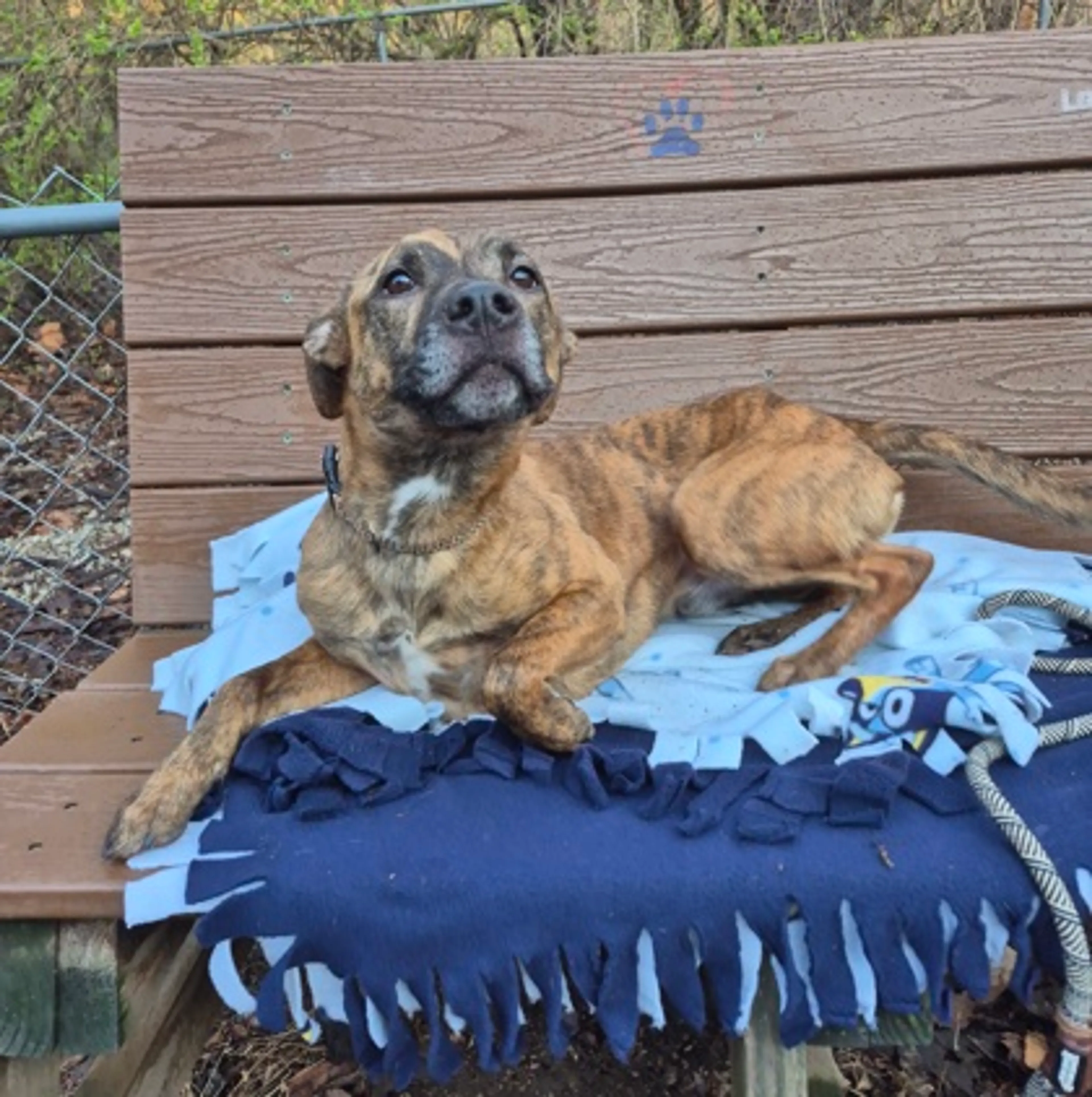 Found pet-1