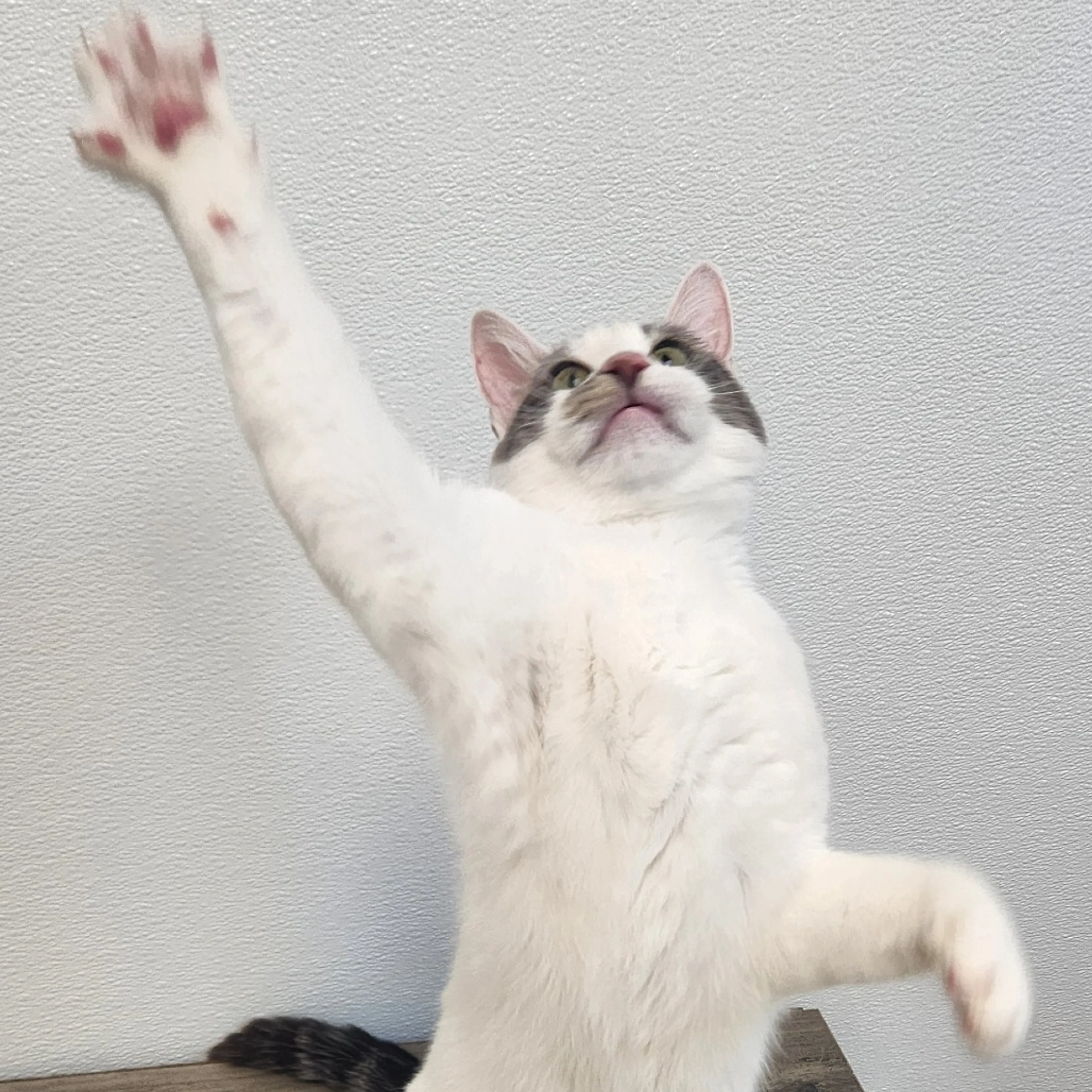 Found pet-3