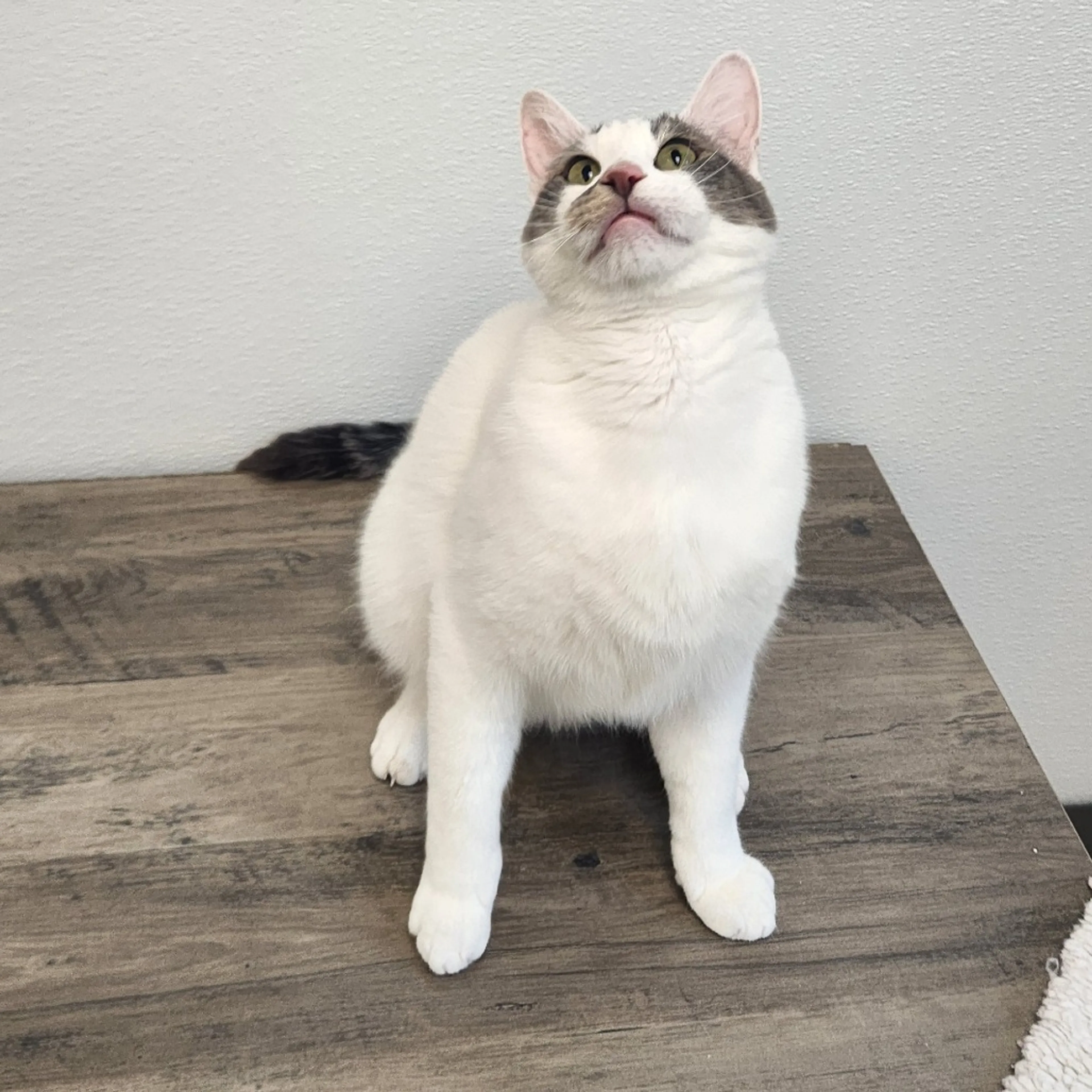 Found pet-4