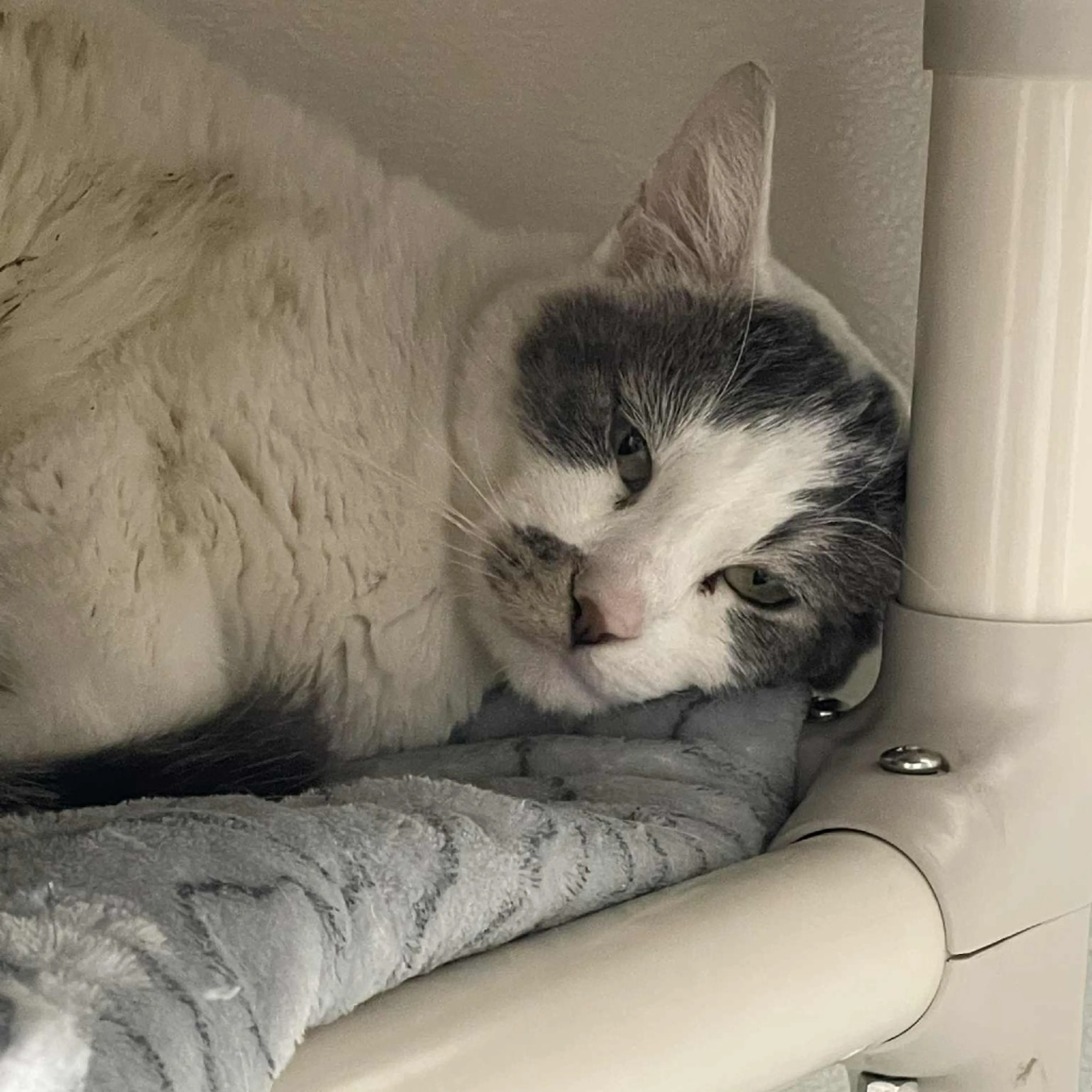 Found pet-1