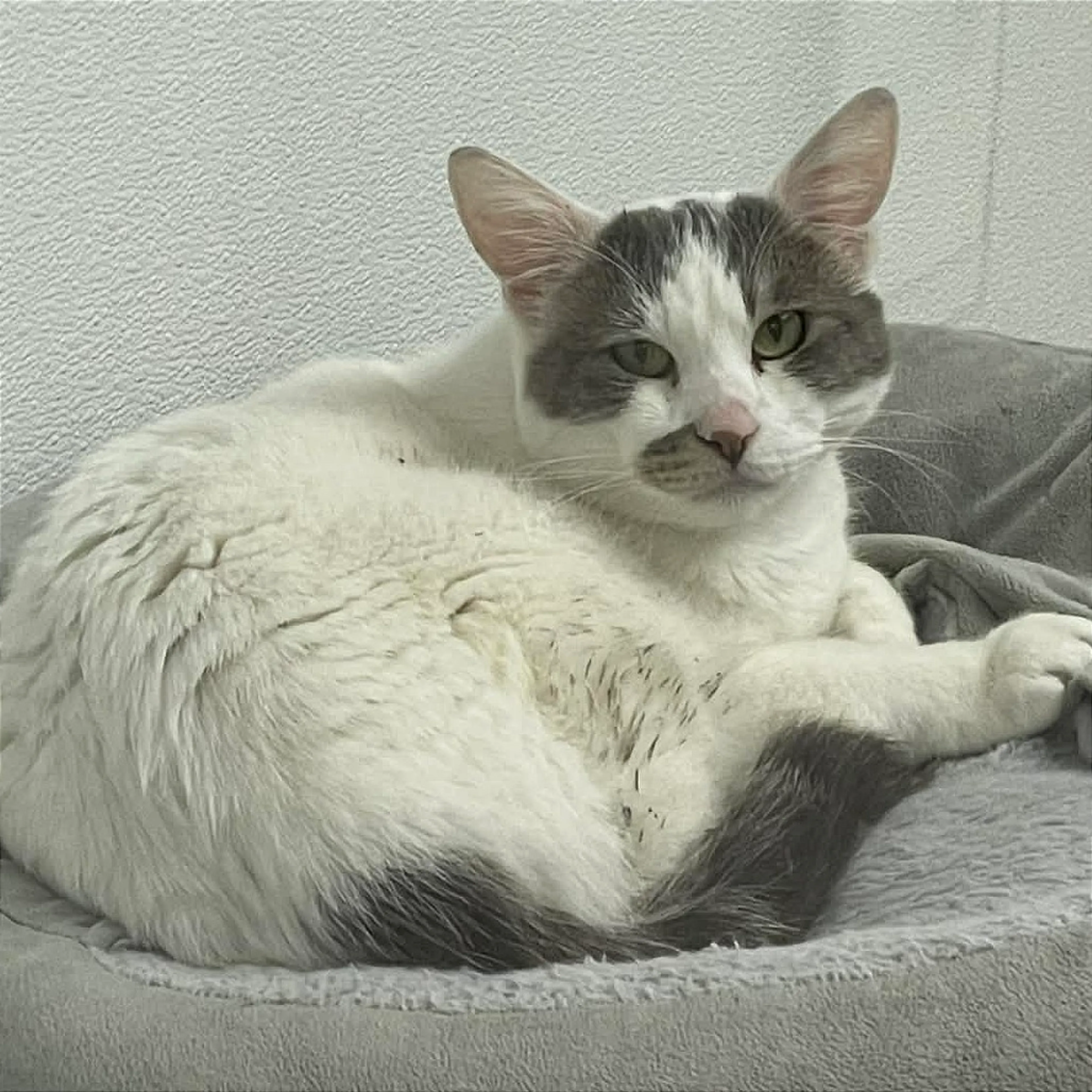 Found pet-2