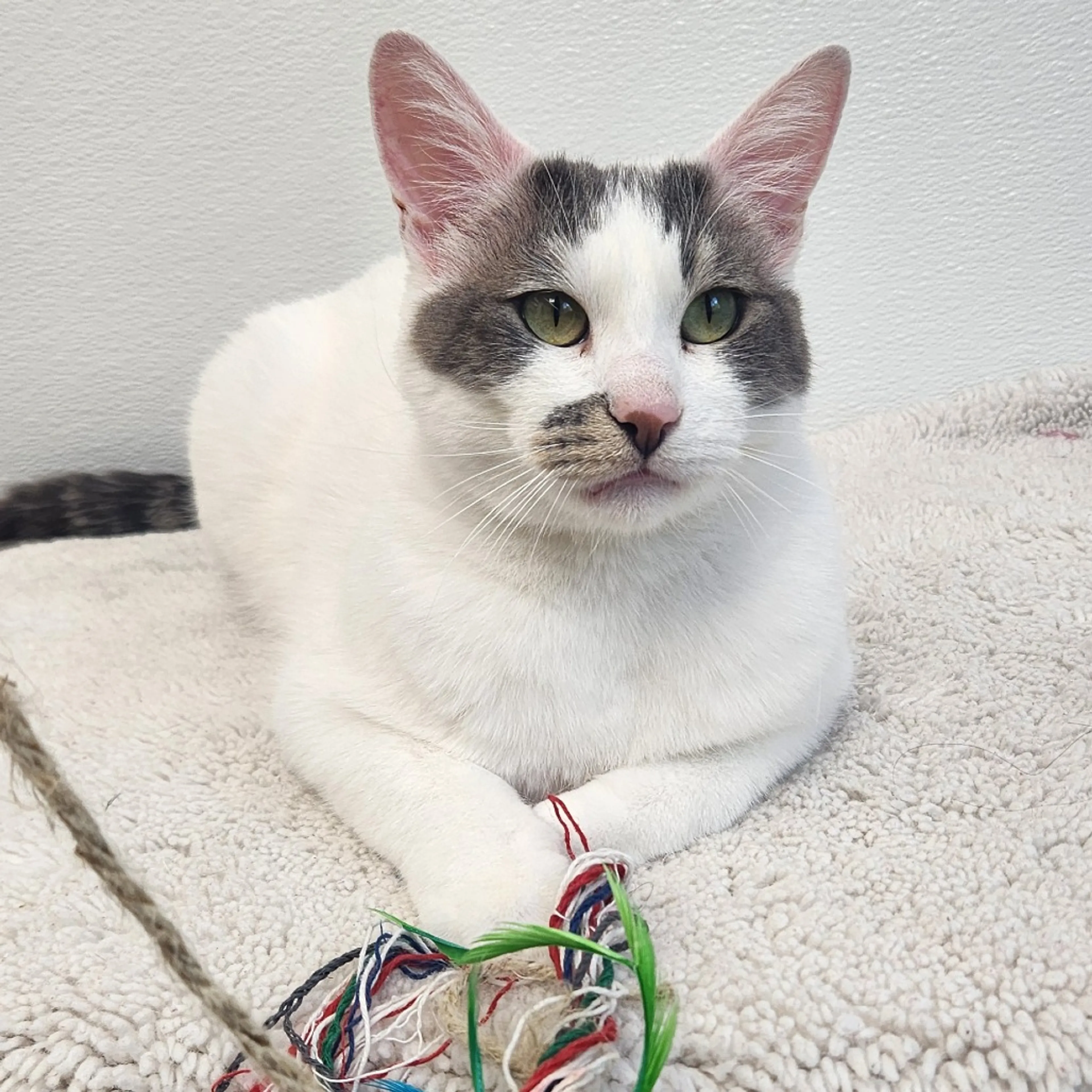Found pet-0