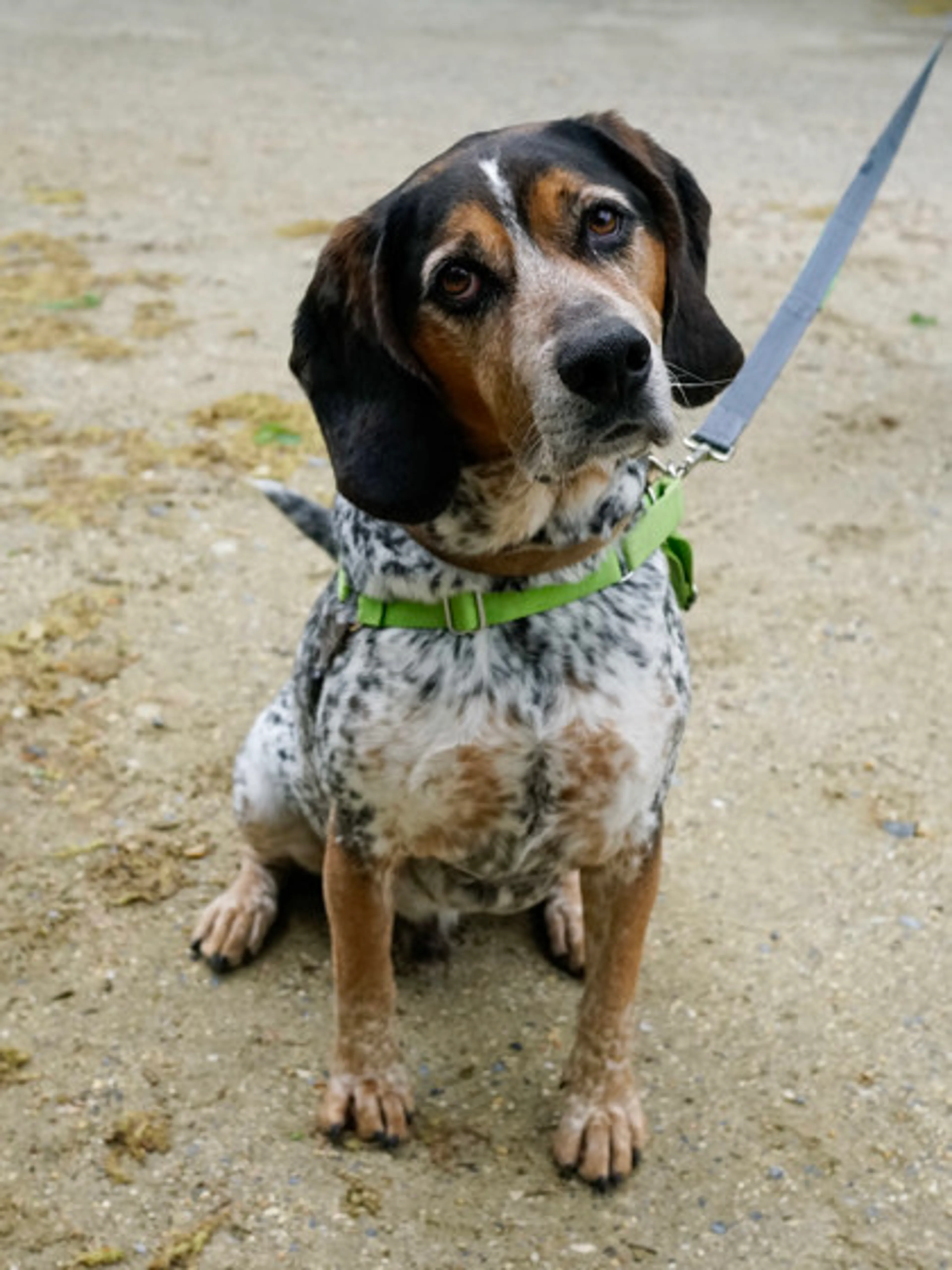 Found pet-1
