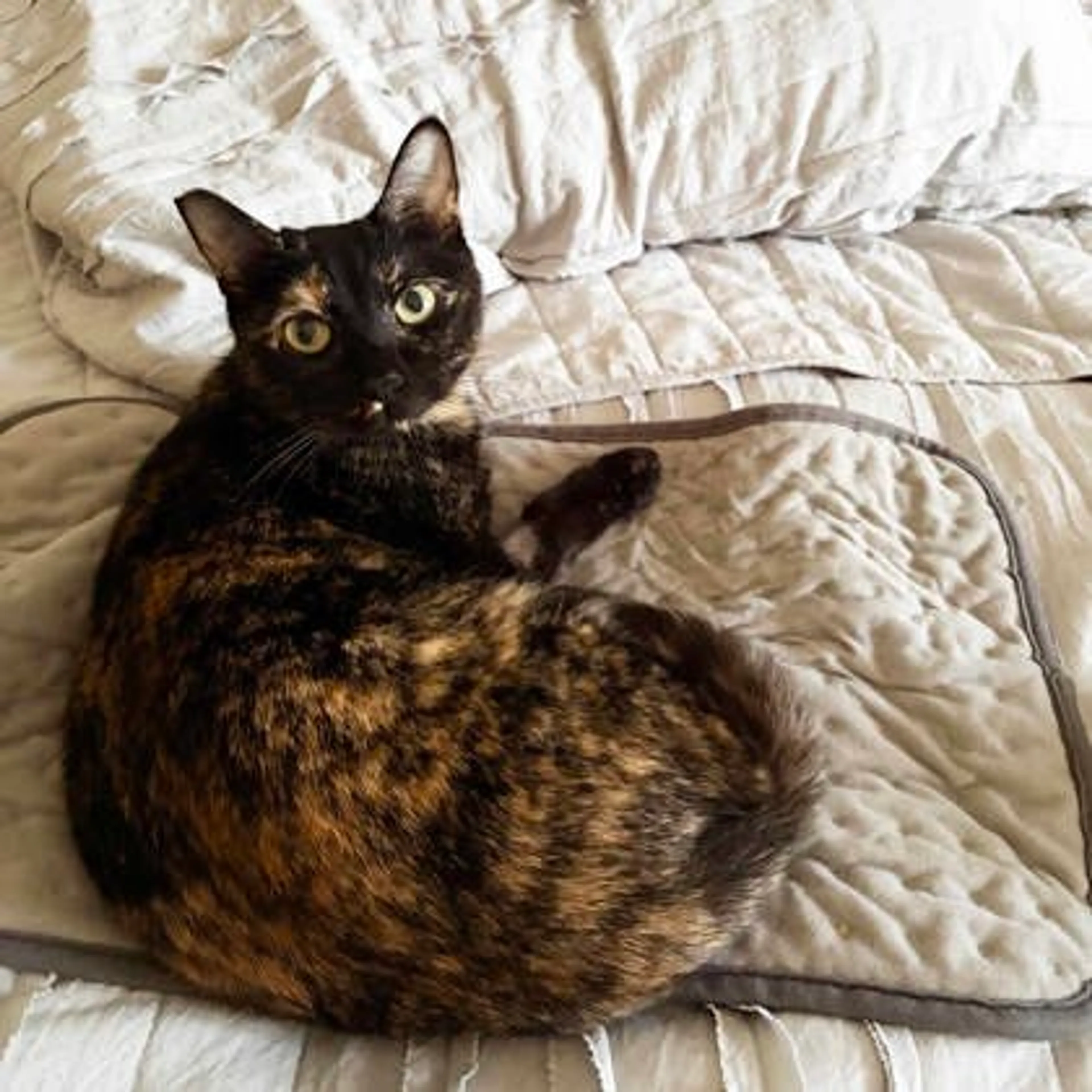 Found pet-1