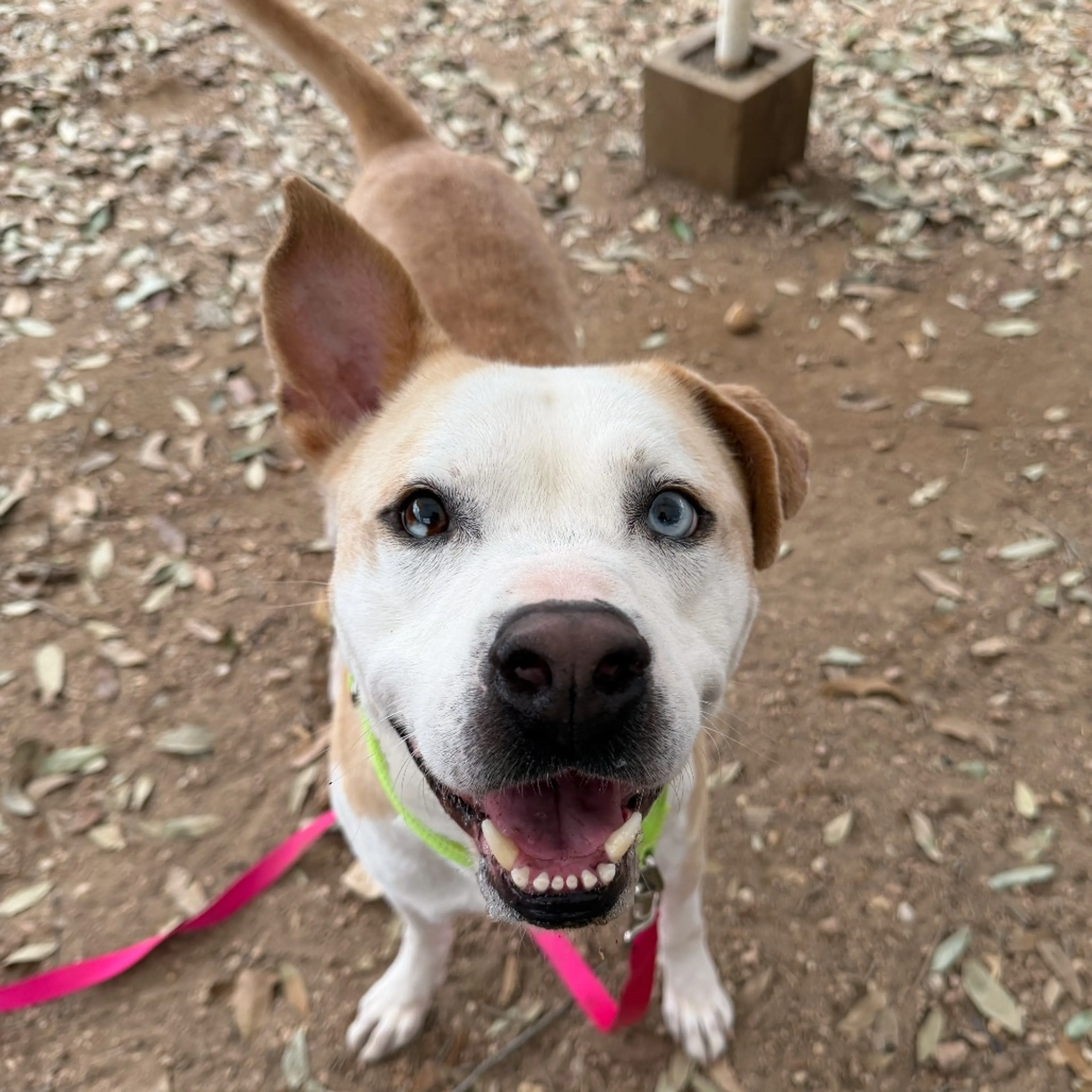 -4