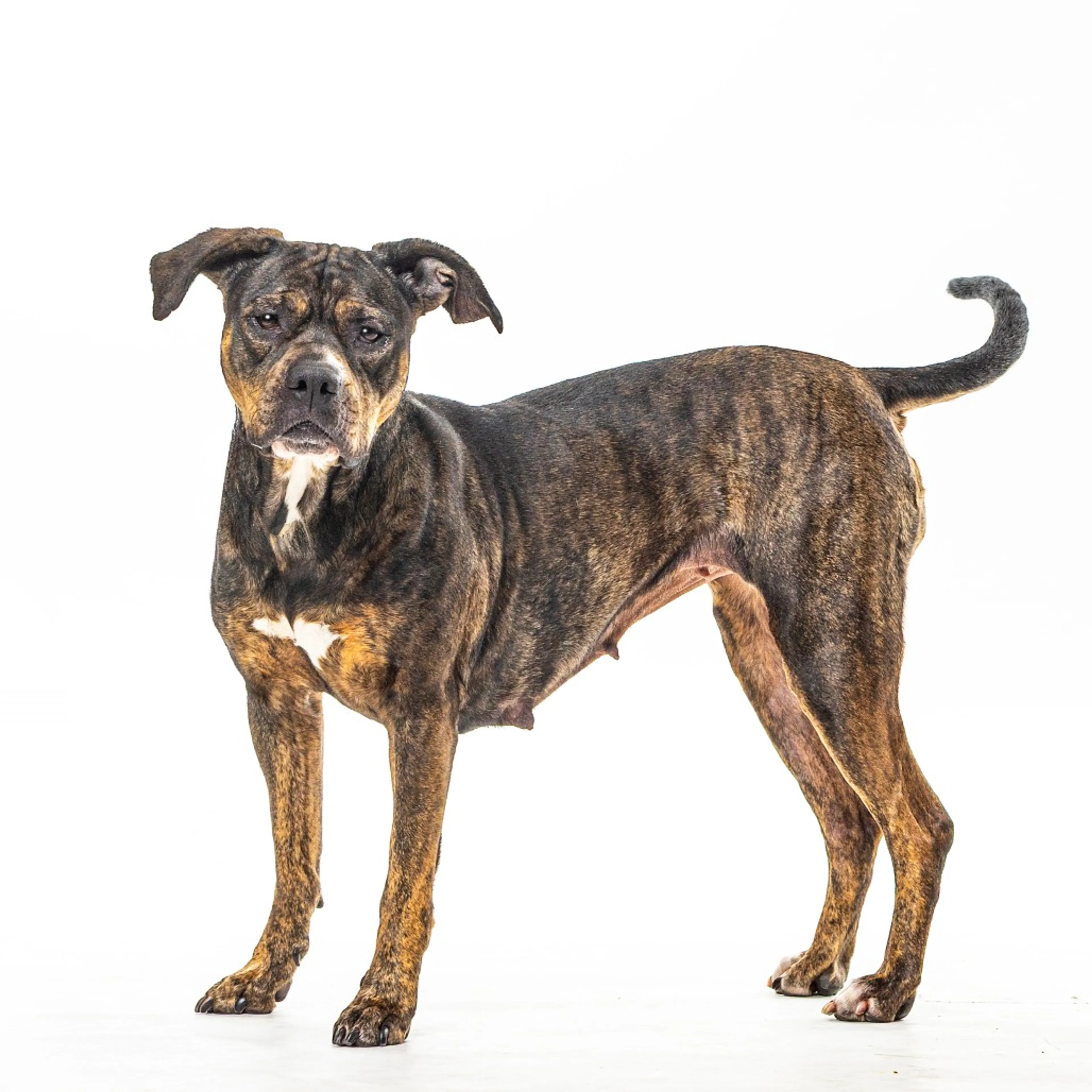 Found pet-6
