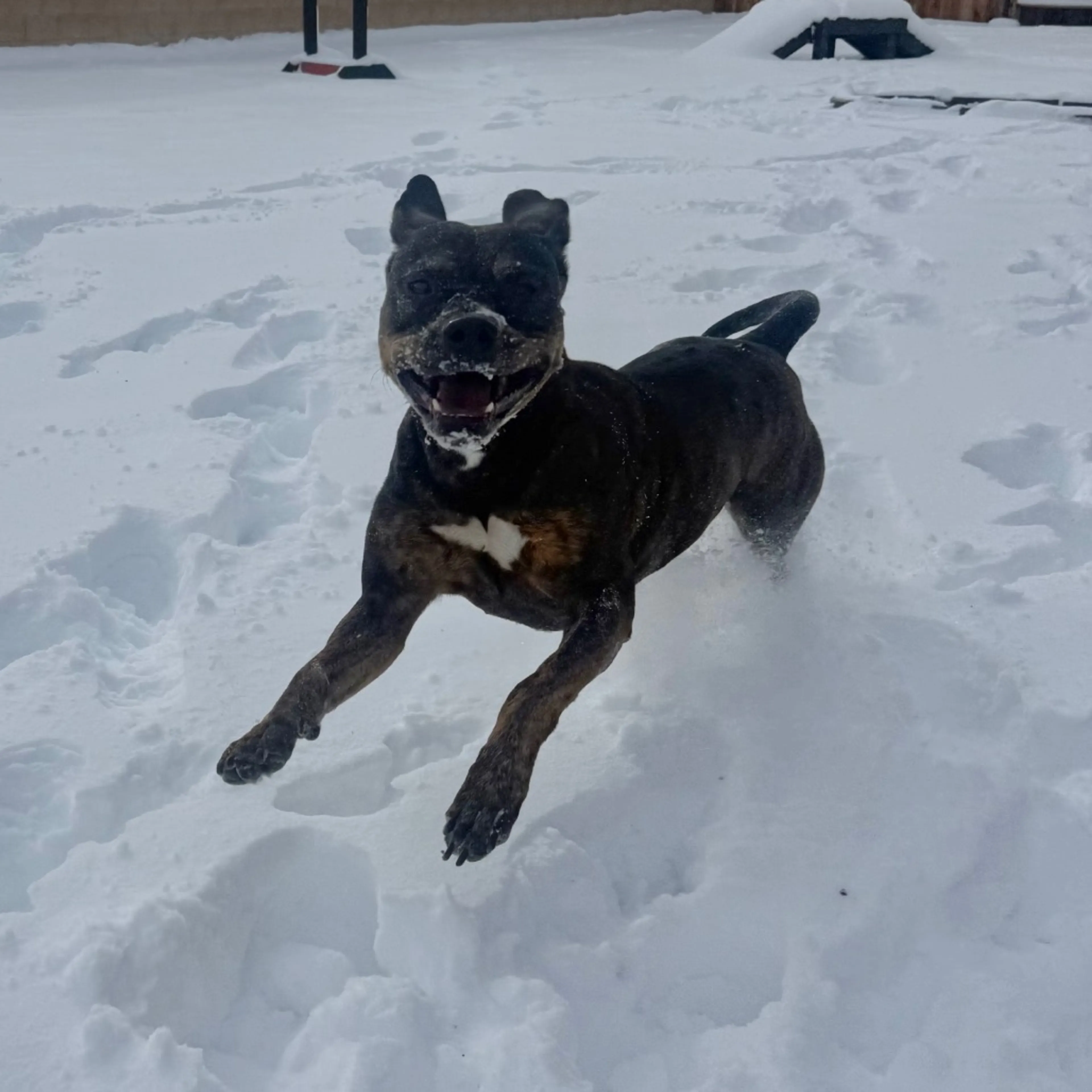 Found pet-3