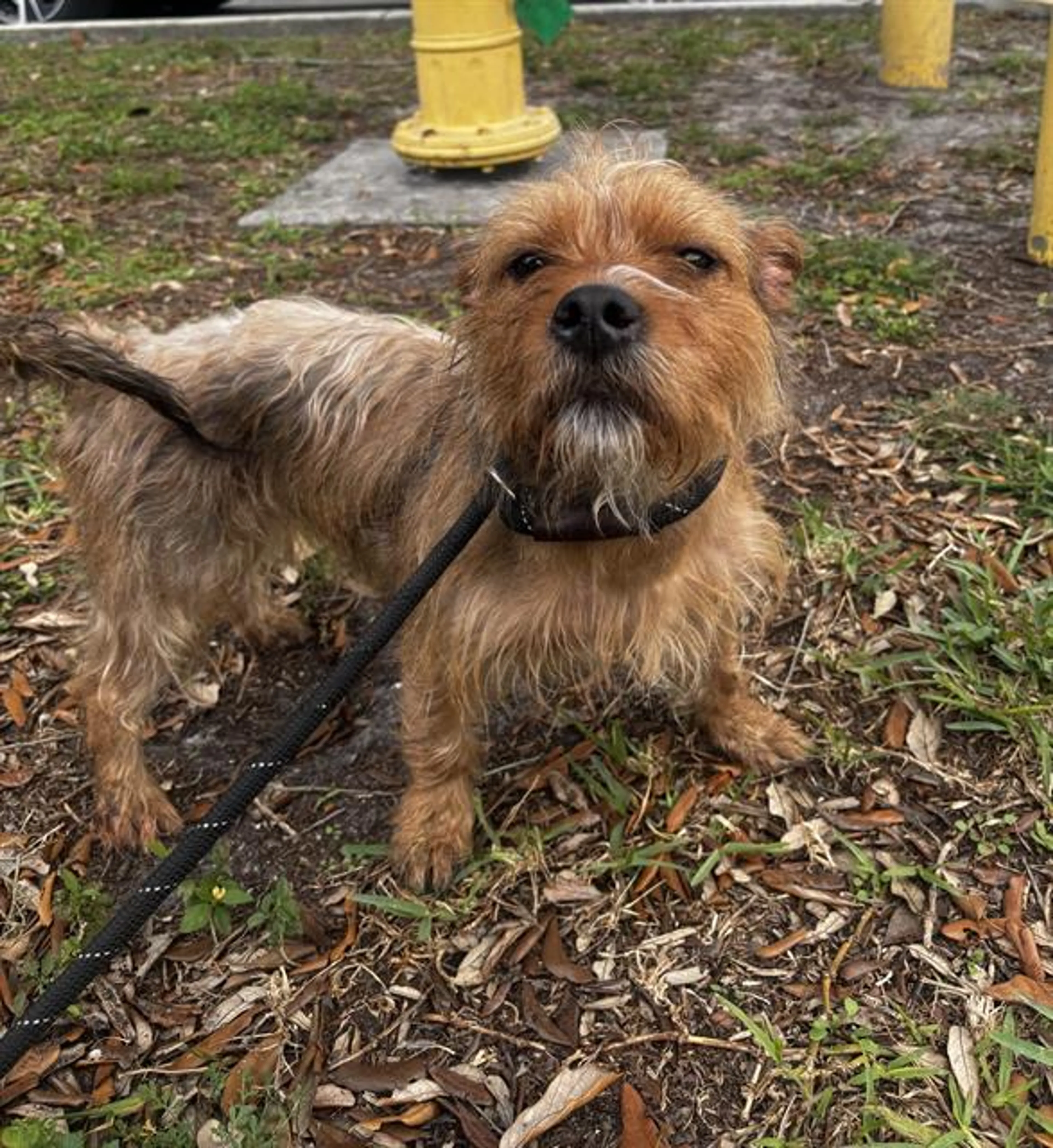 Found pet