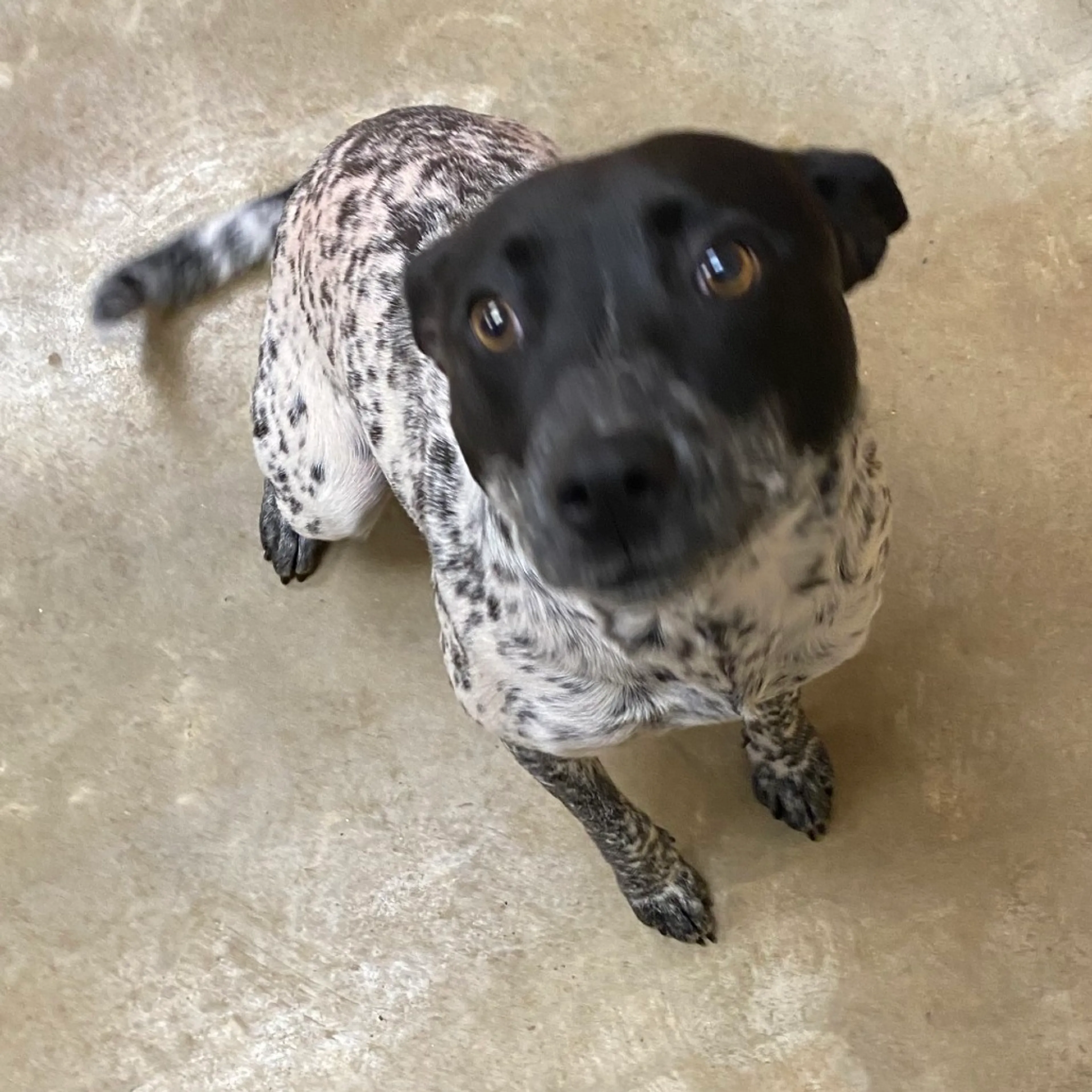Found pet-1