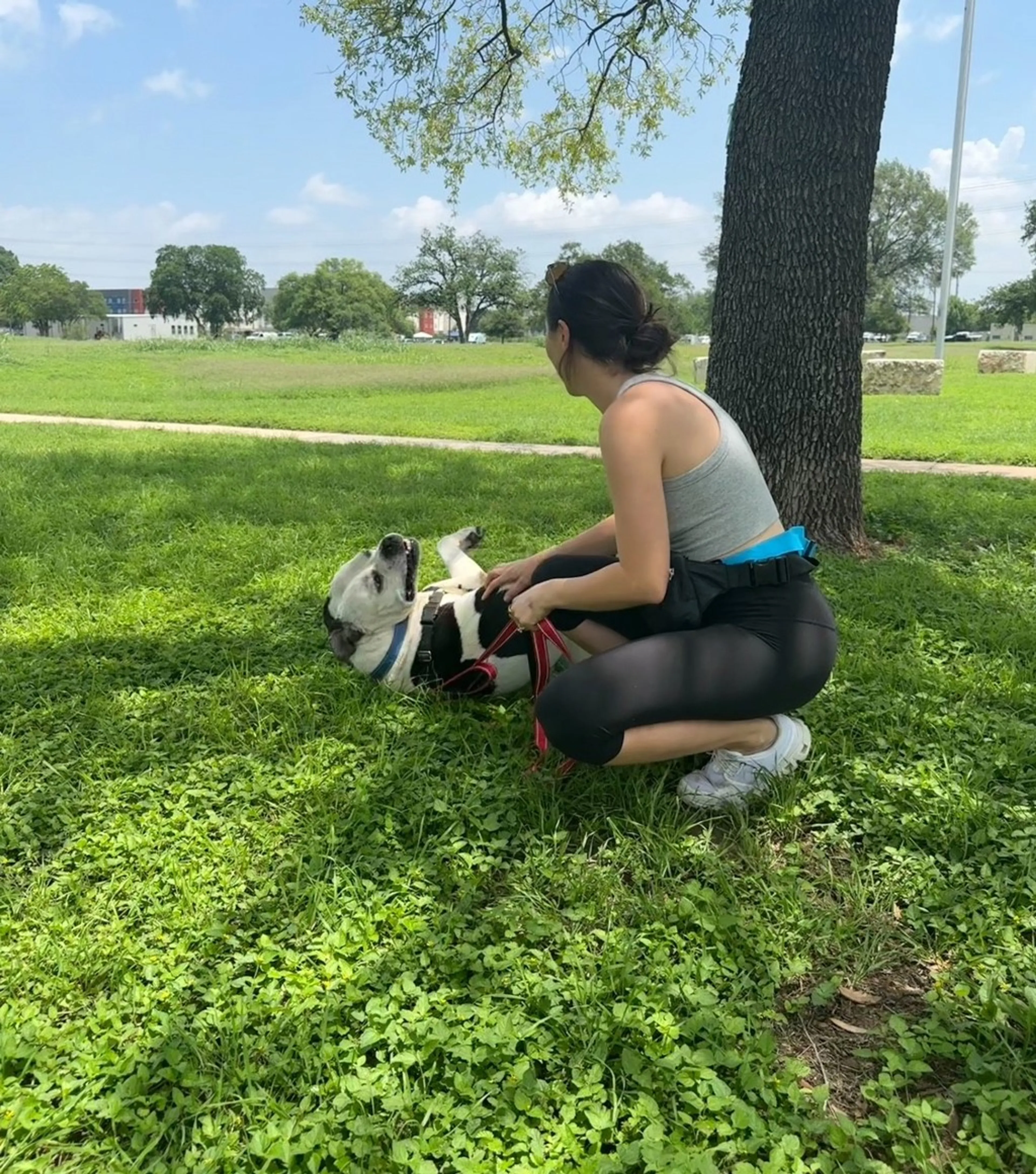 Found pet-2