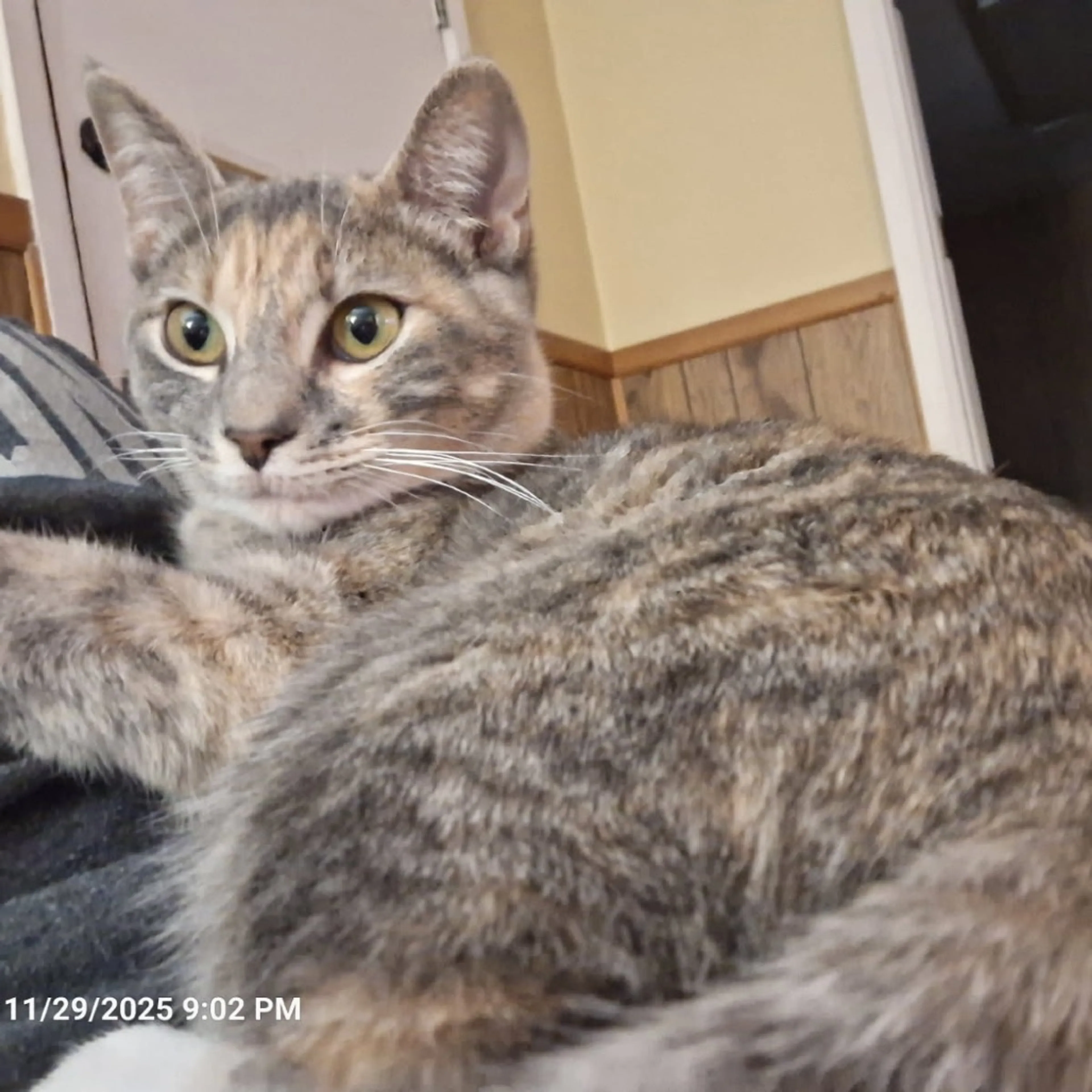Found pet-1